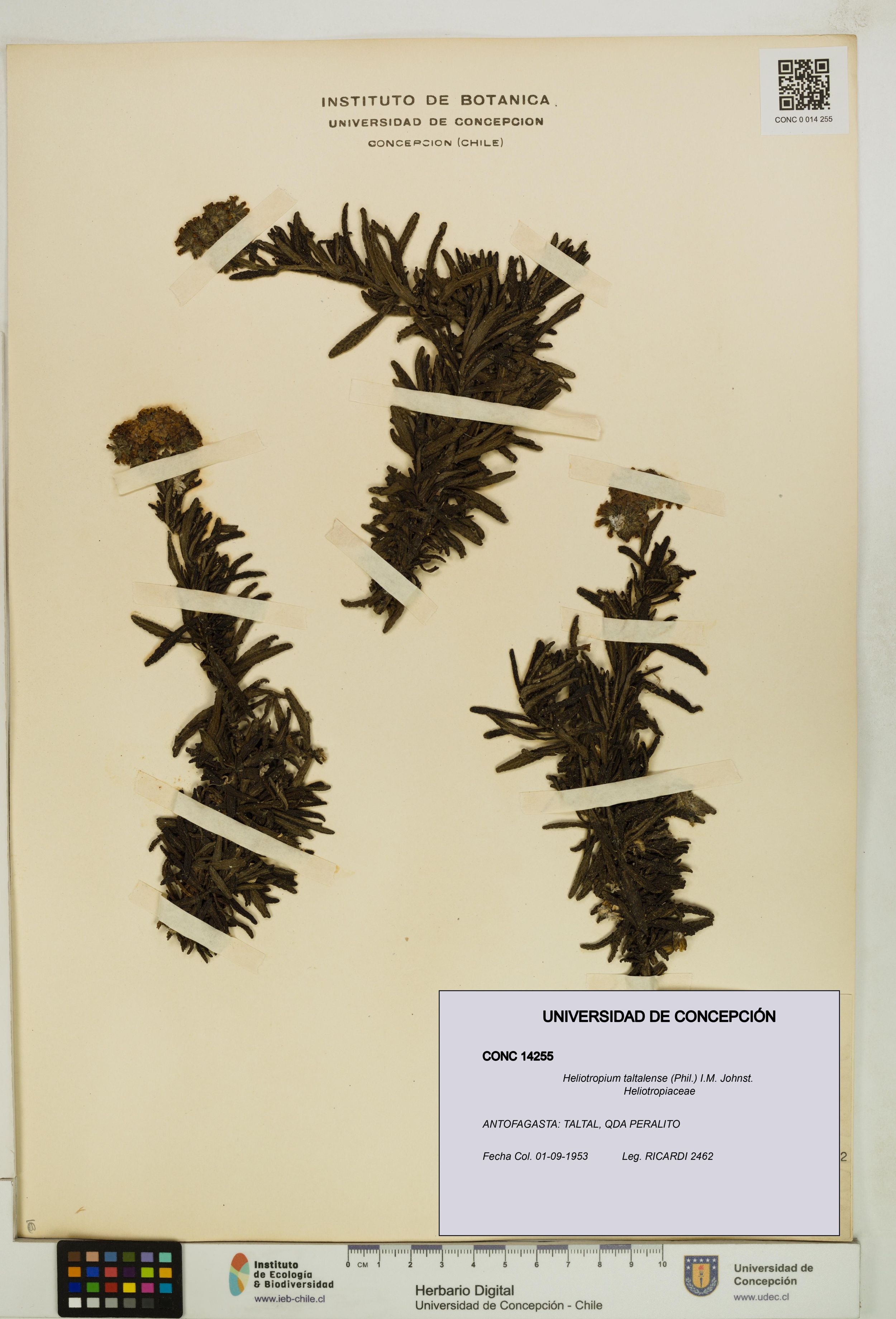 Heliotropium taltalense [Espécimen: ]