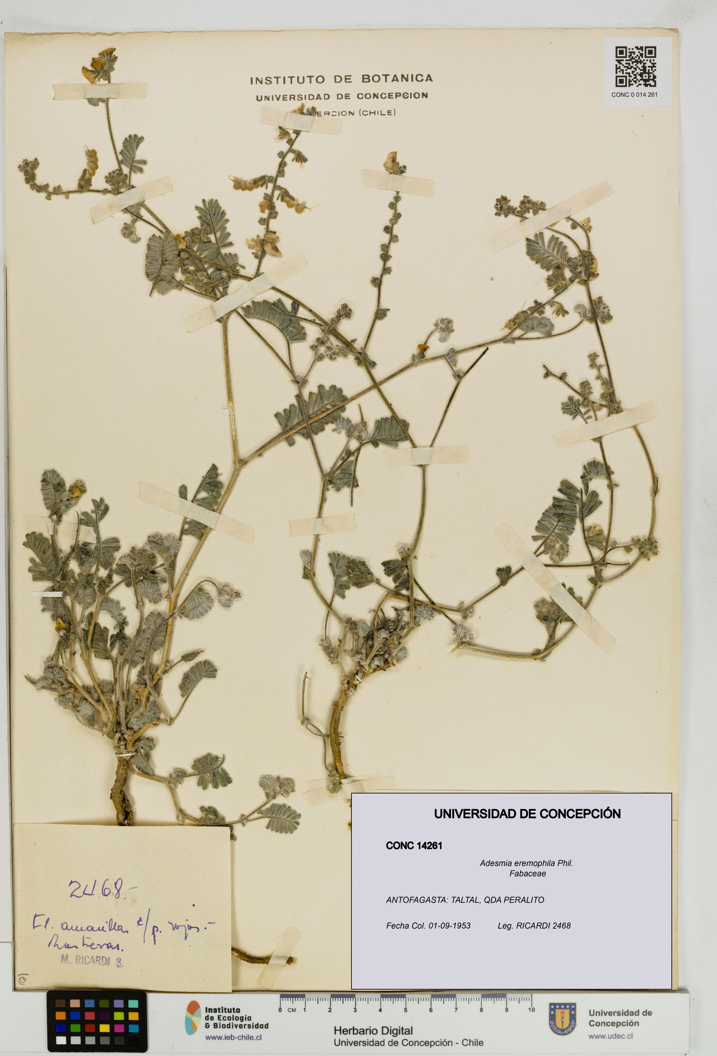 Adesmia eremophila [Espécimen: ]