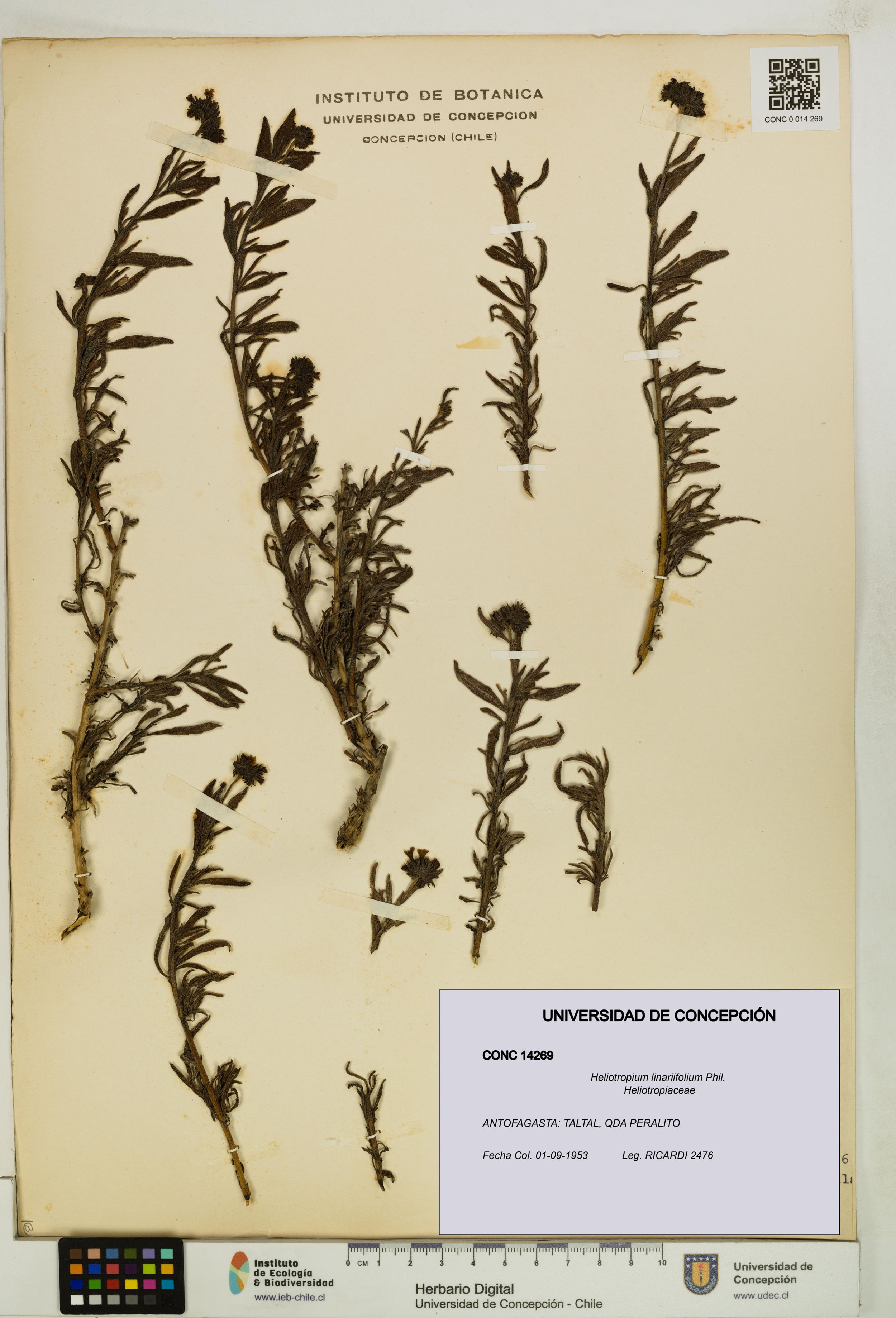 Heliotropium linariifolium [Espécimen: ]