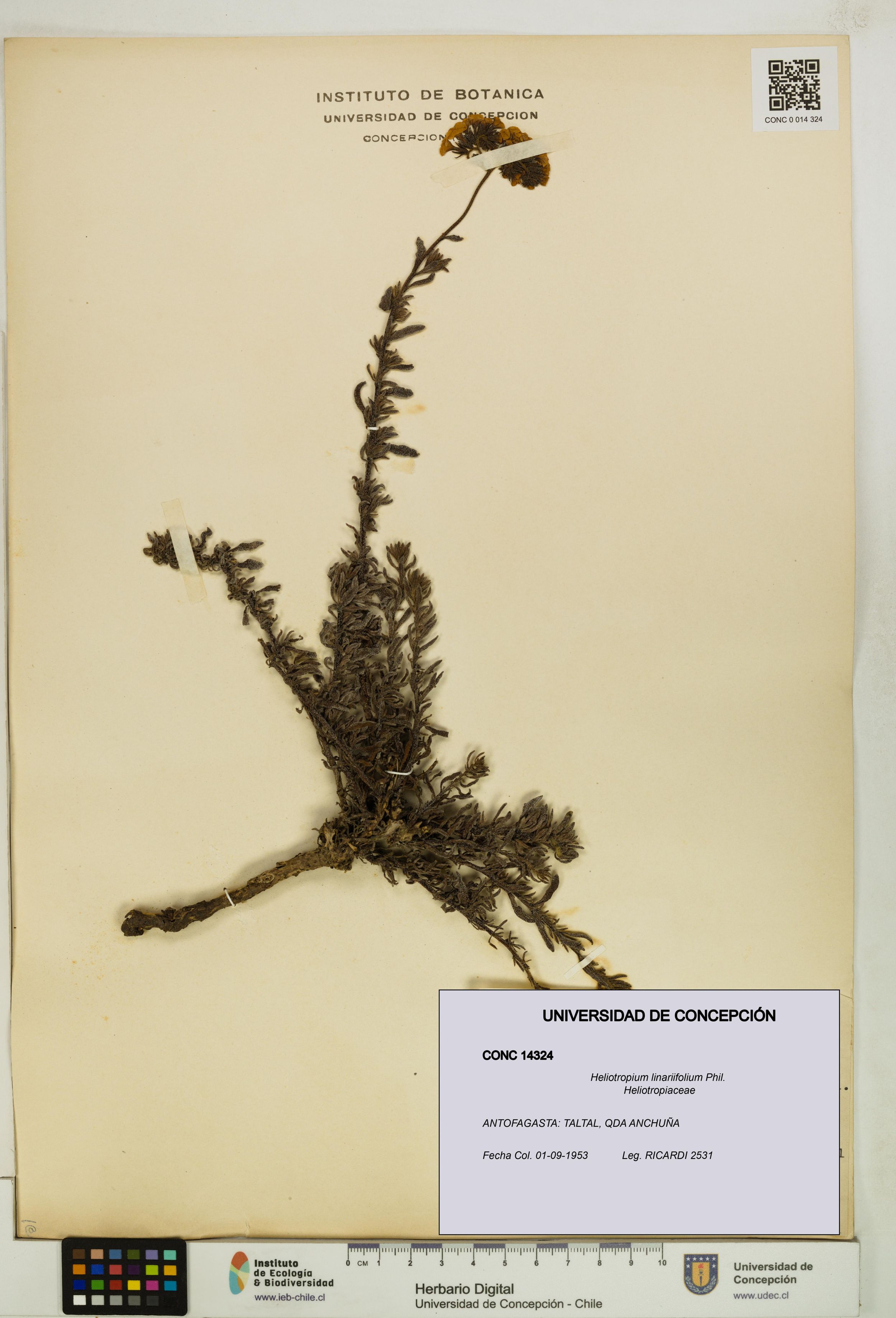 Heliotropium linariifolium [Espécimen: ]