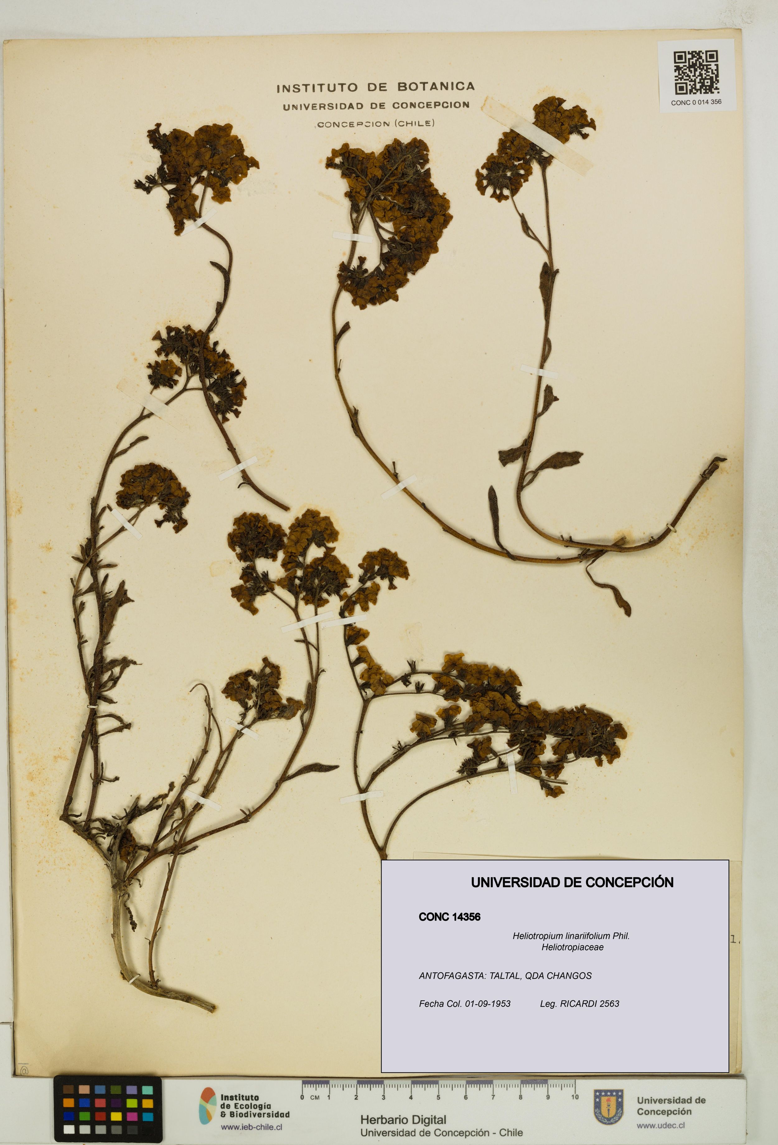 Heliotropium linariifolium [Espécimen: ]