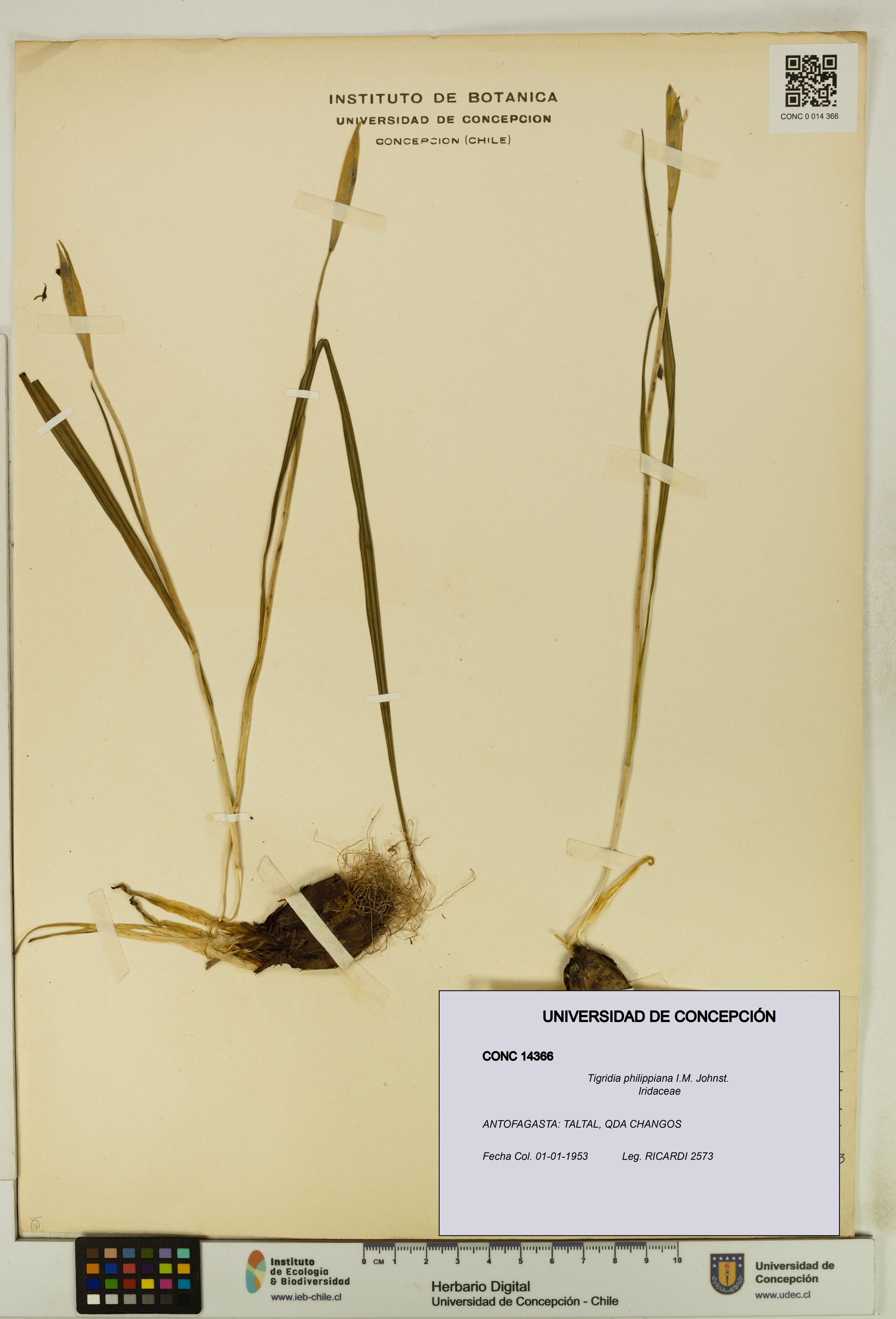 Tigridia philippiana [Espécimen: ]