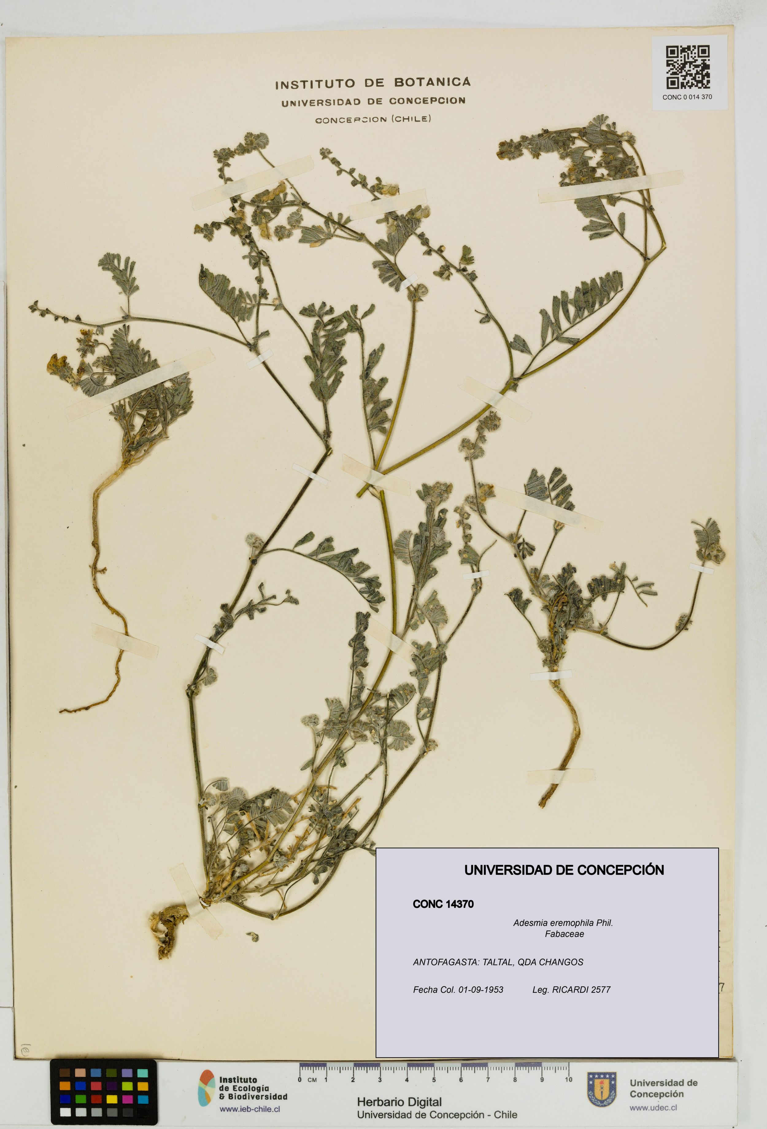 Adesmia eremophila [Espécimen: ]