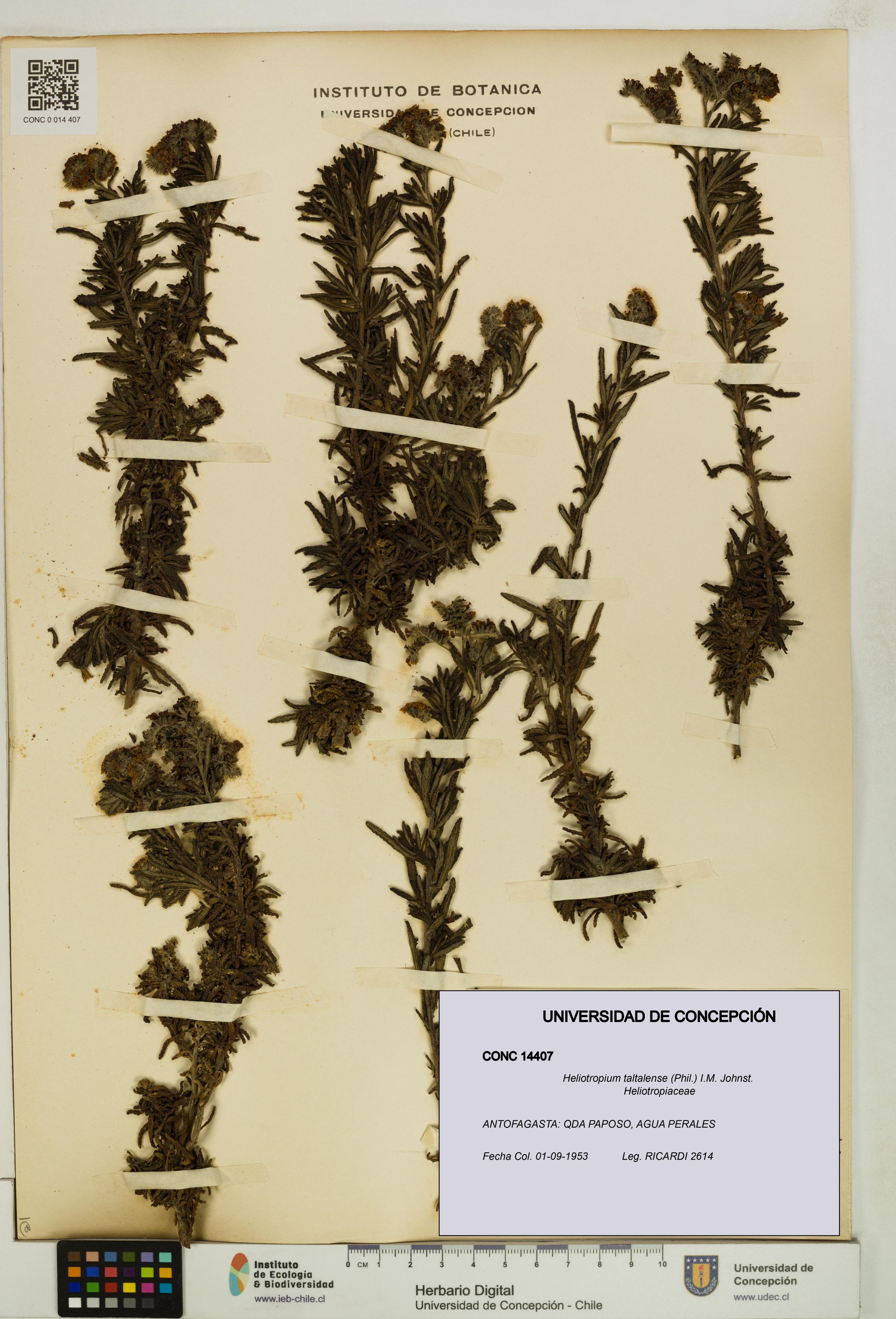 Heliotropium taltalense [Espécimen: ]
