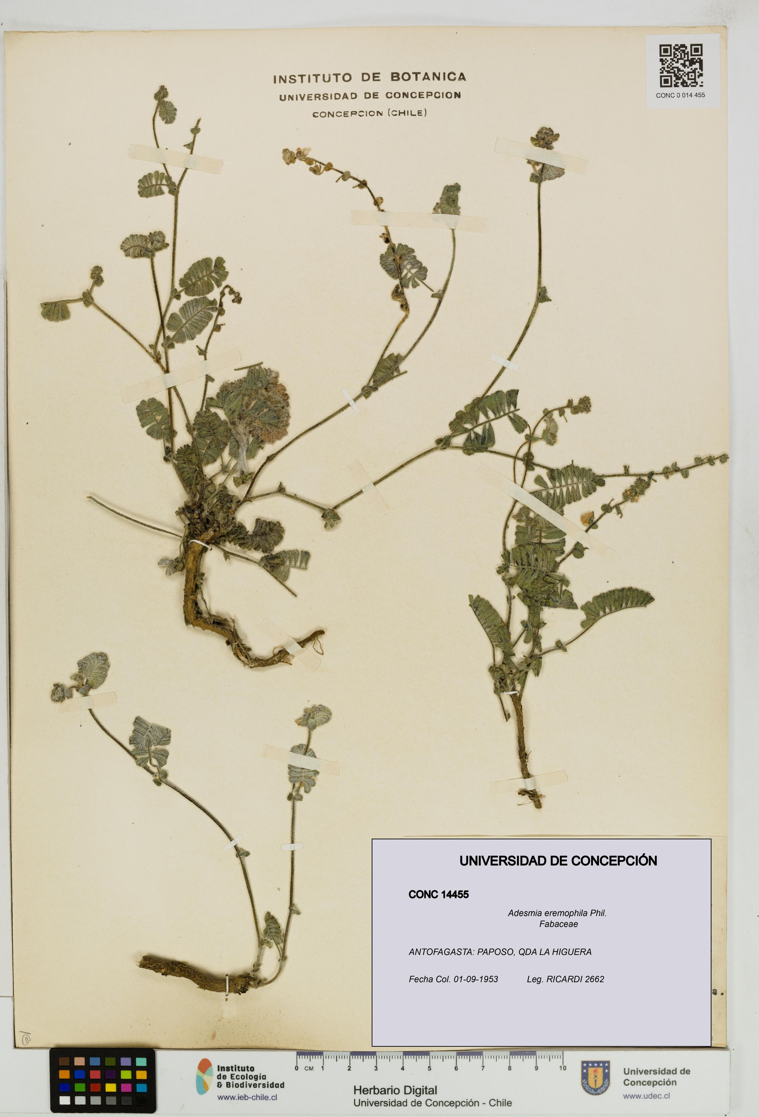 Adesmia eremophila [Espécimen: ]