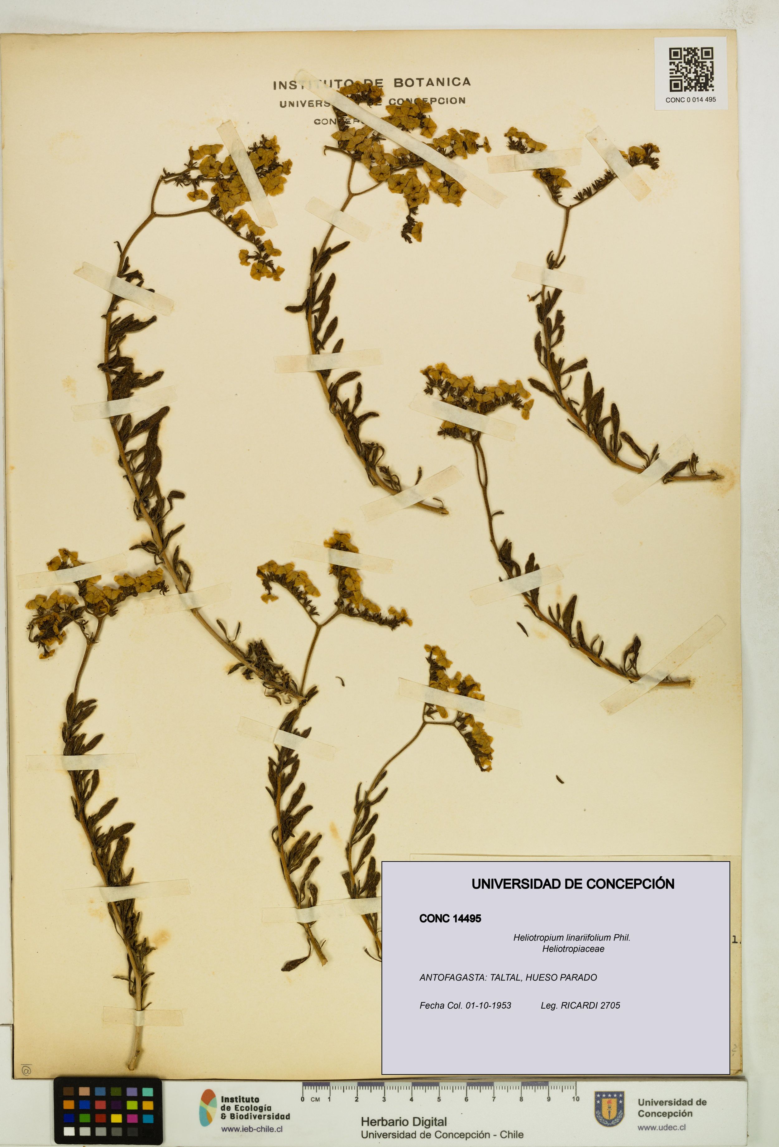 Heliotropium linariifolium [Espécimen: ]