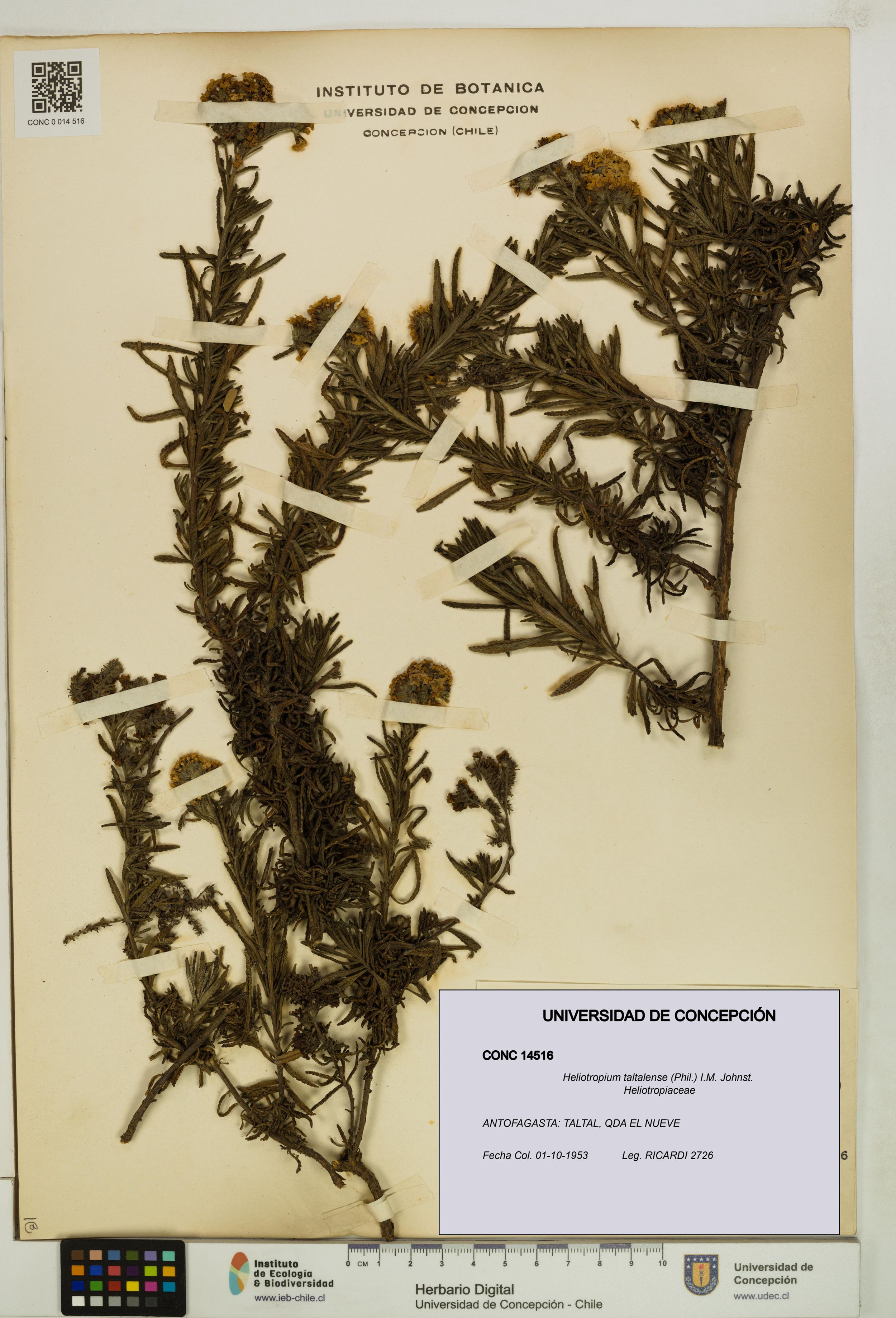 Heliotropium taltalense [Espécimen: ]