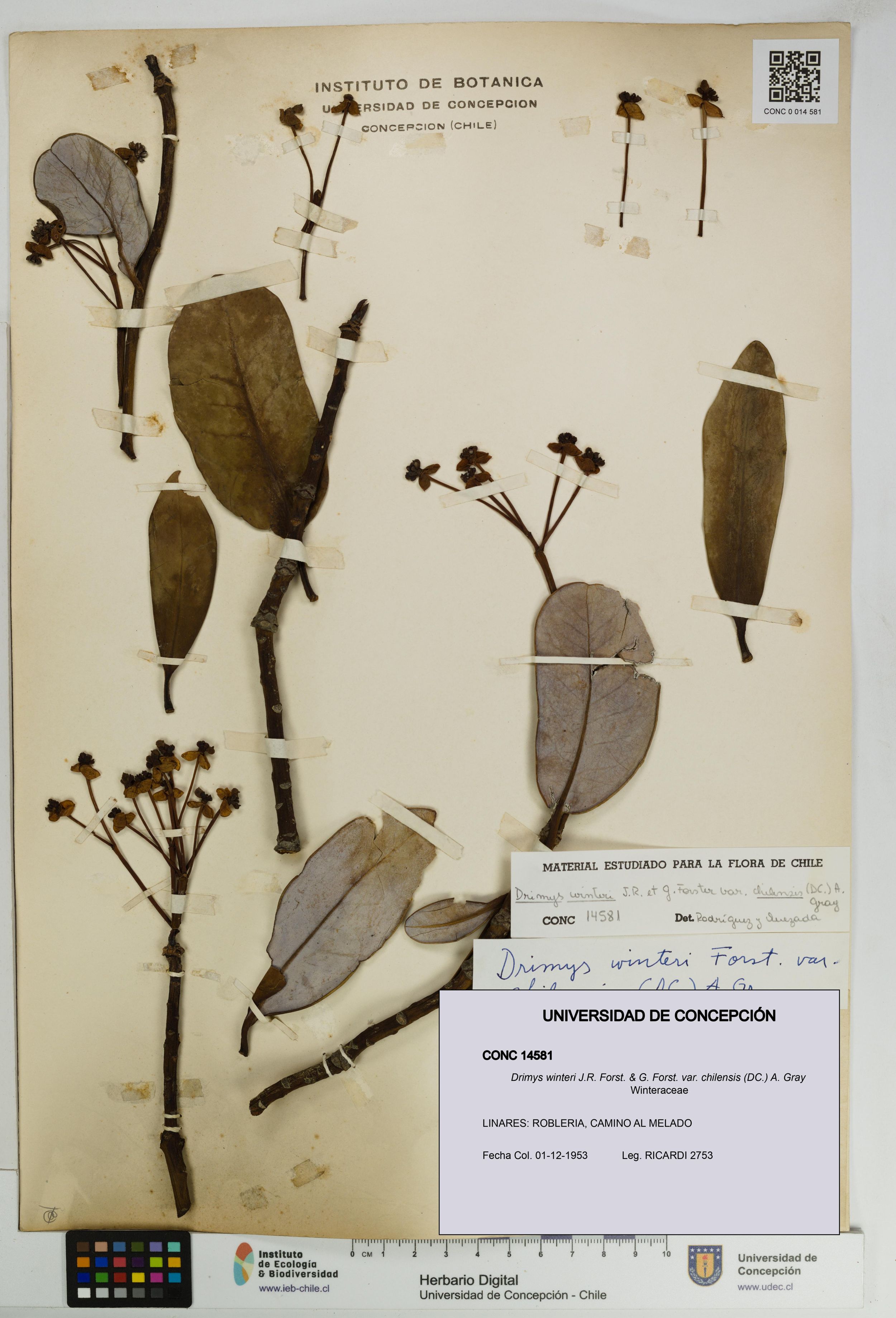 Drimys winteri var. chilensis [Espécimen: ]