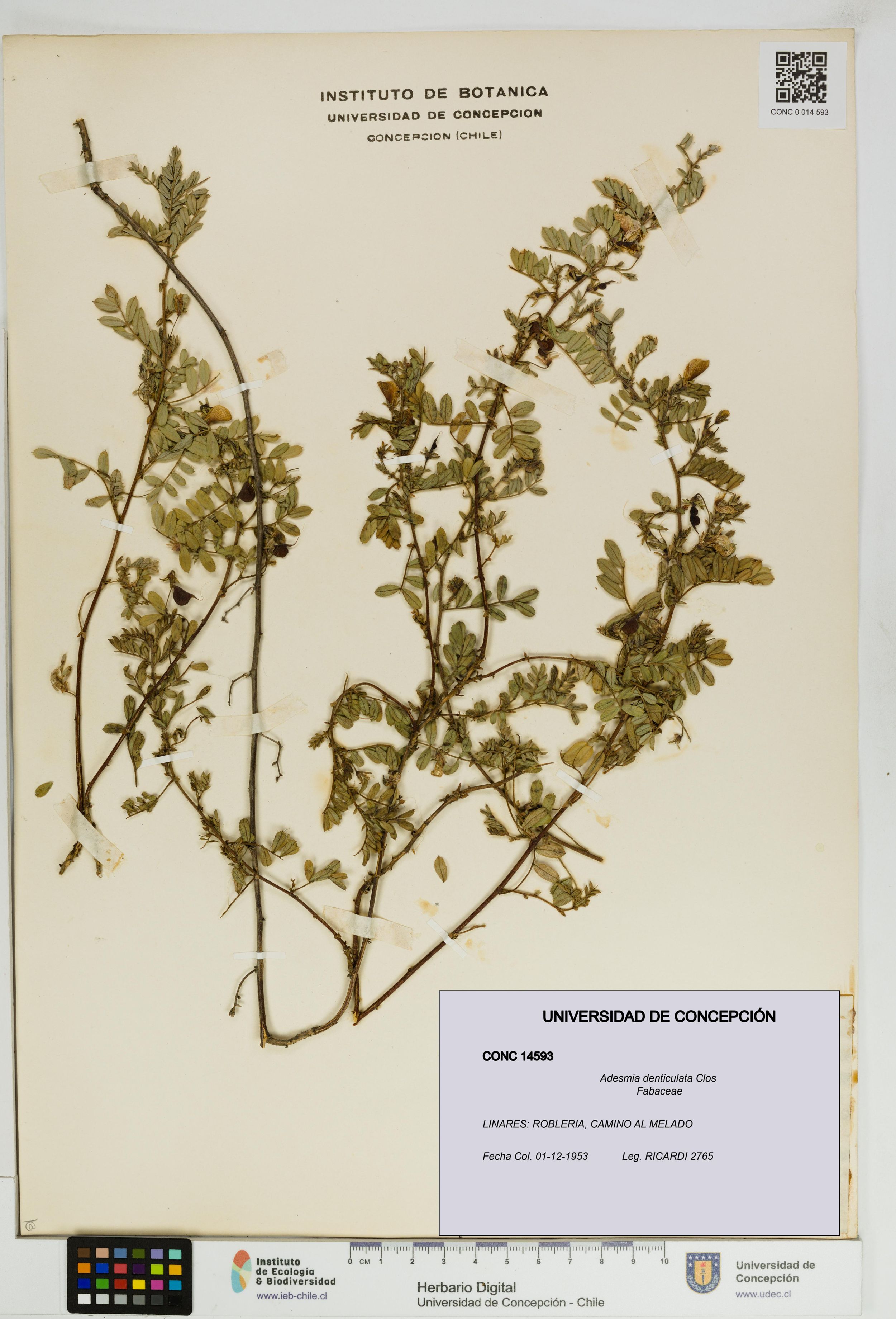 Adesmia denticulata [Espécimen: ]
