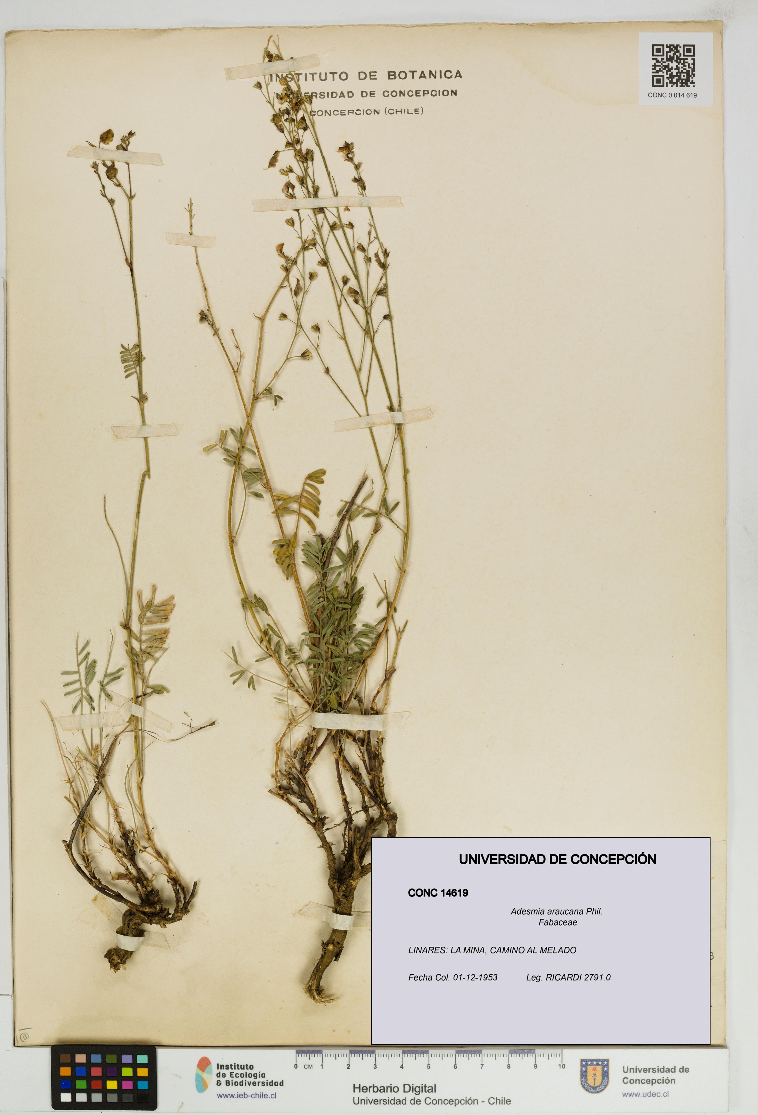 Adesmia araucana [Espécimen: ]