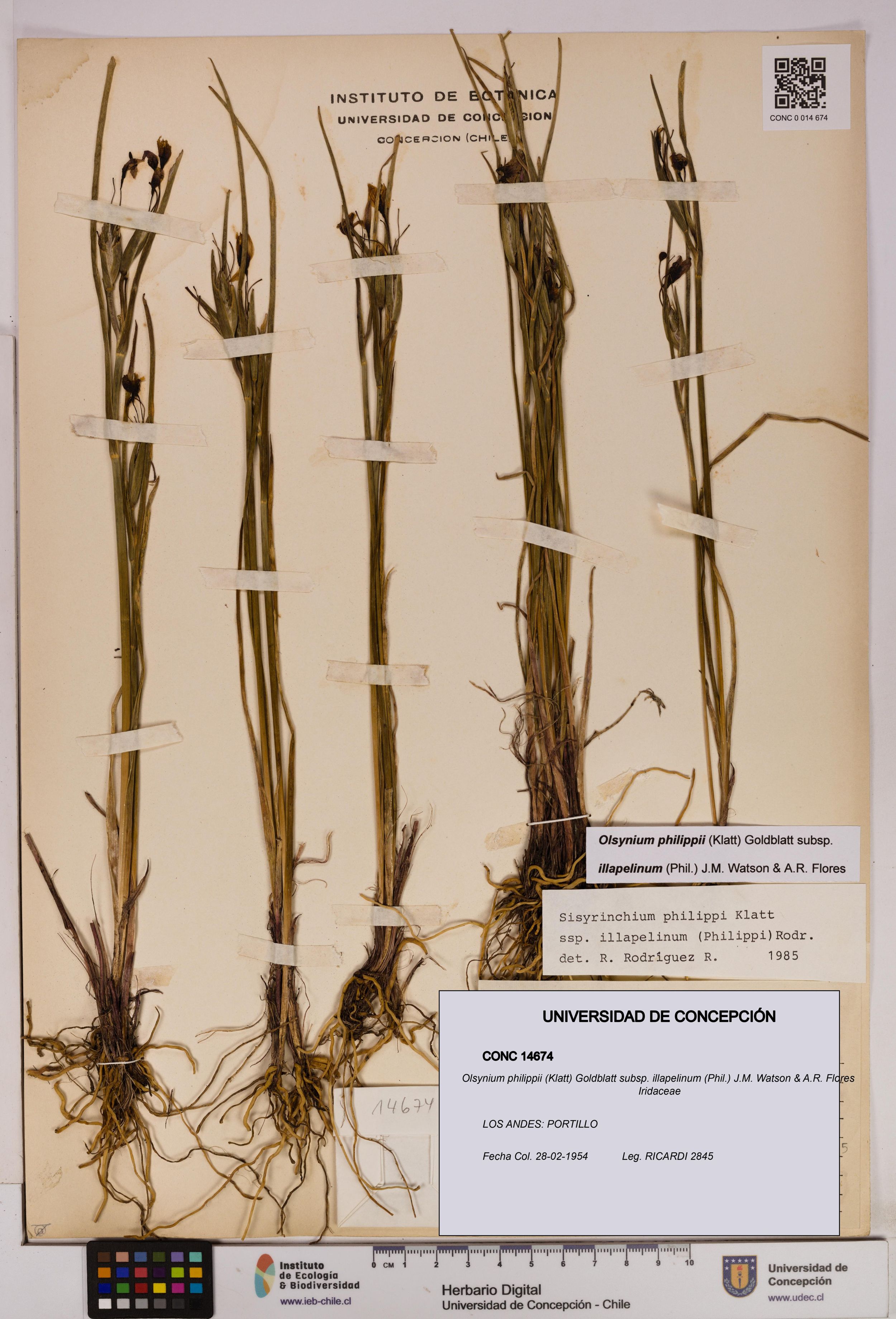 Olsynium philippii subsp. illapelinum [Espécimen: ]