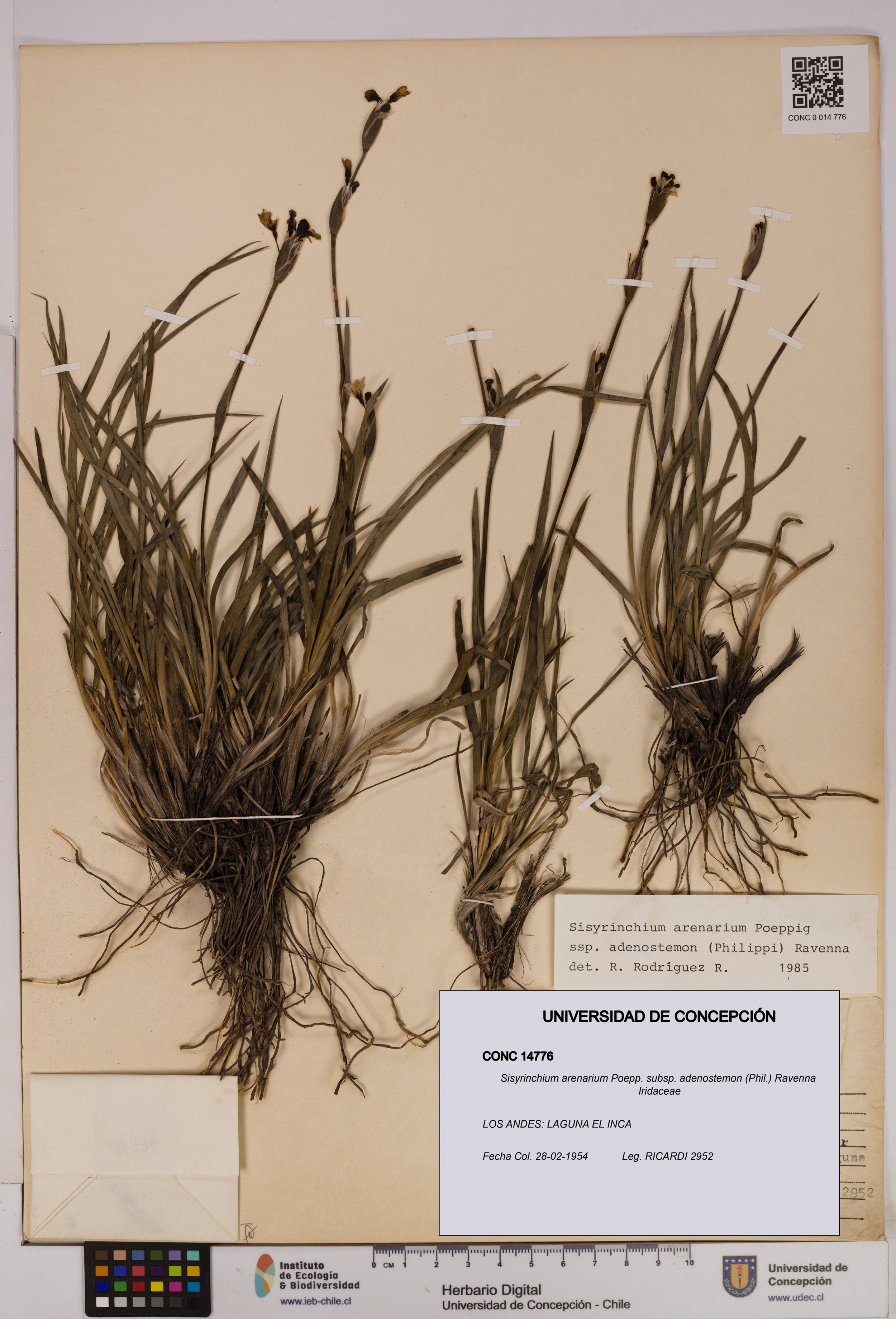 Sisyrinchium arenarium subsp. adenostemon [Espécimen: ]