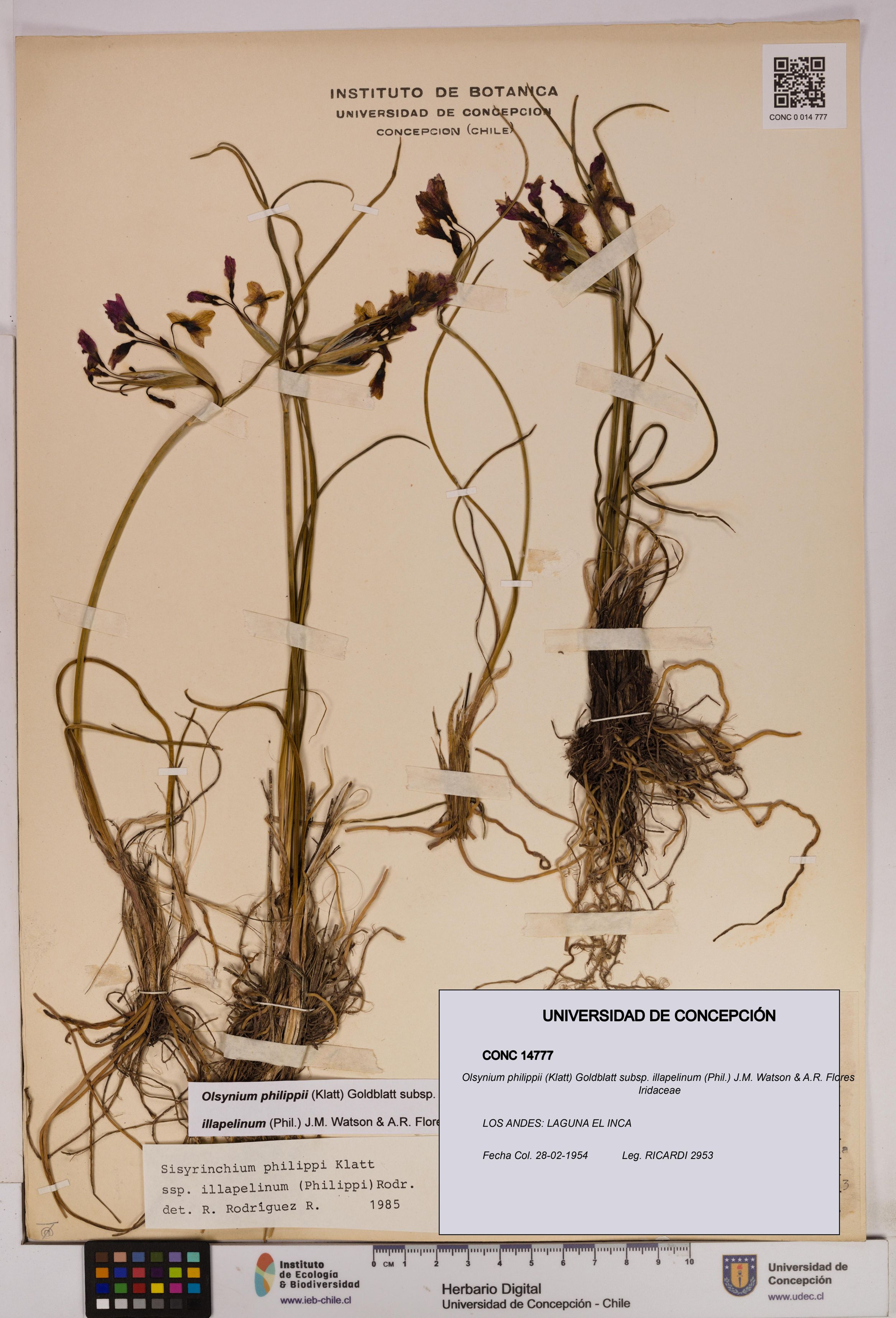 Olsynium philippii subsp. illapelinum [Espécimen: ]