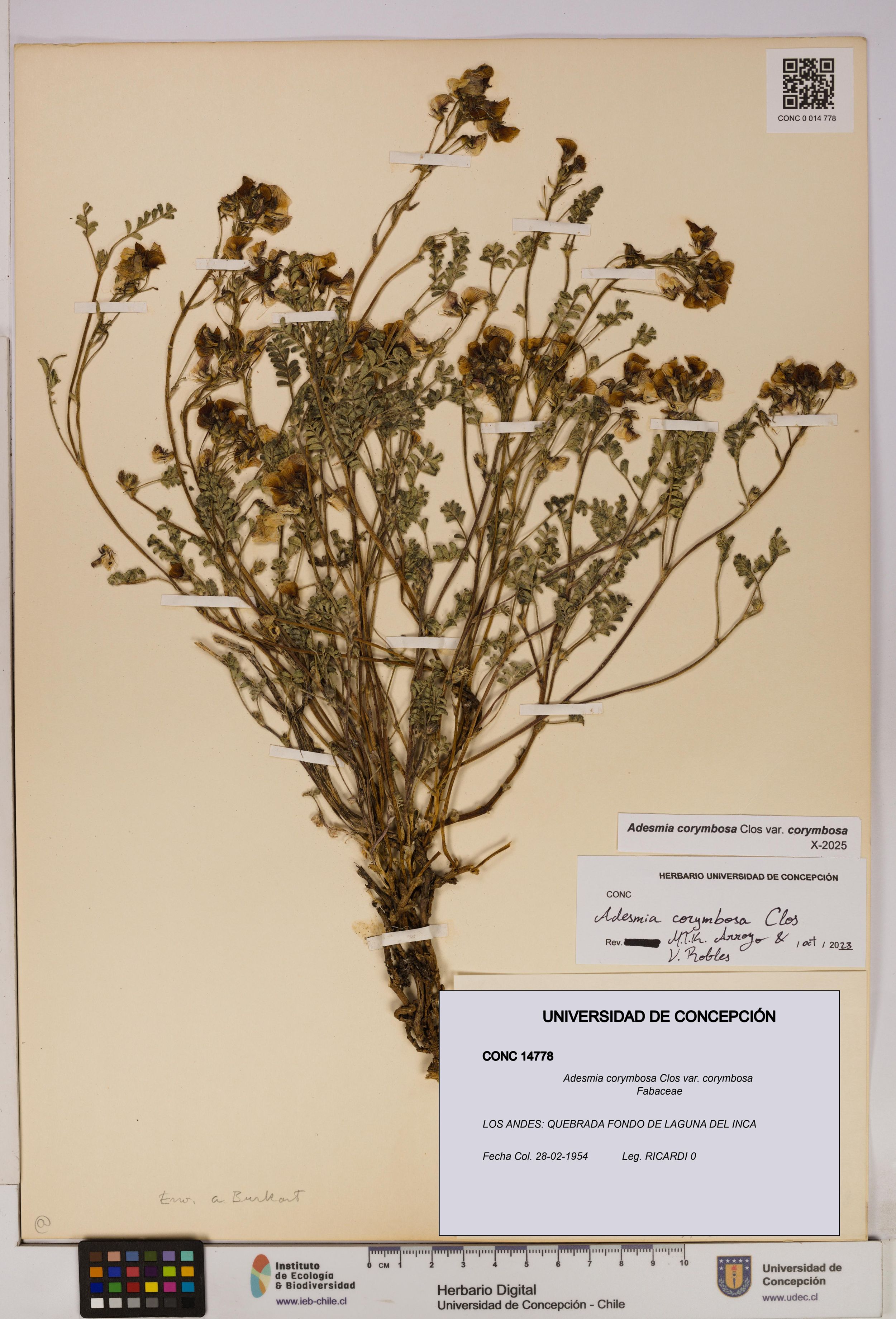 Adesmia corymbosa var. corymbosa [Espécimen: ]
