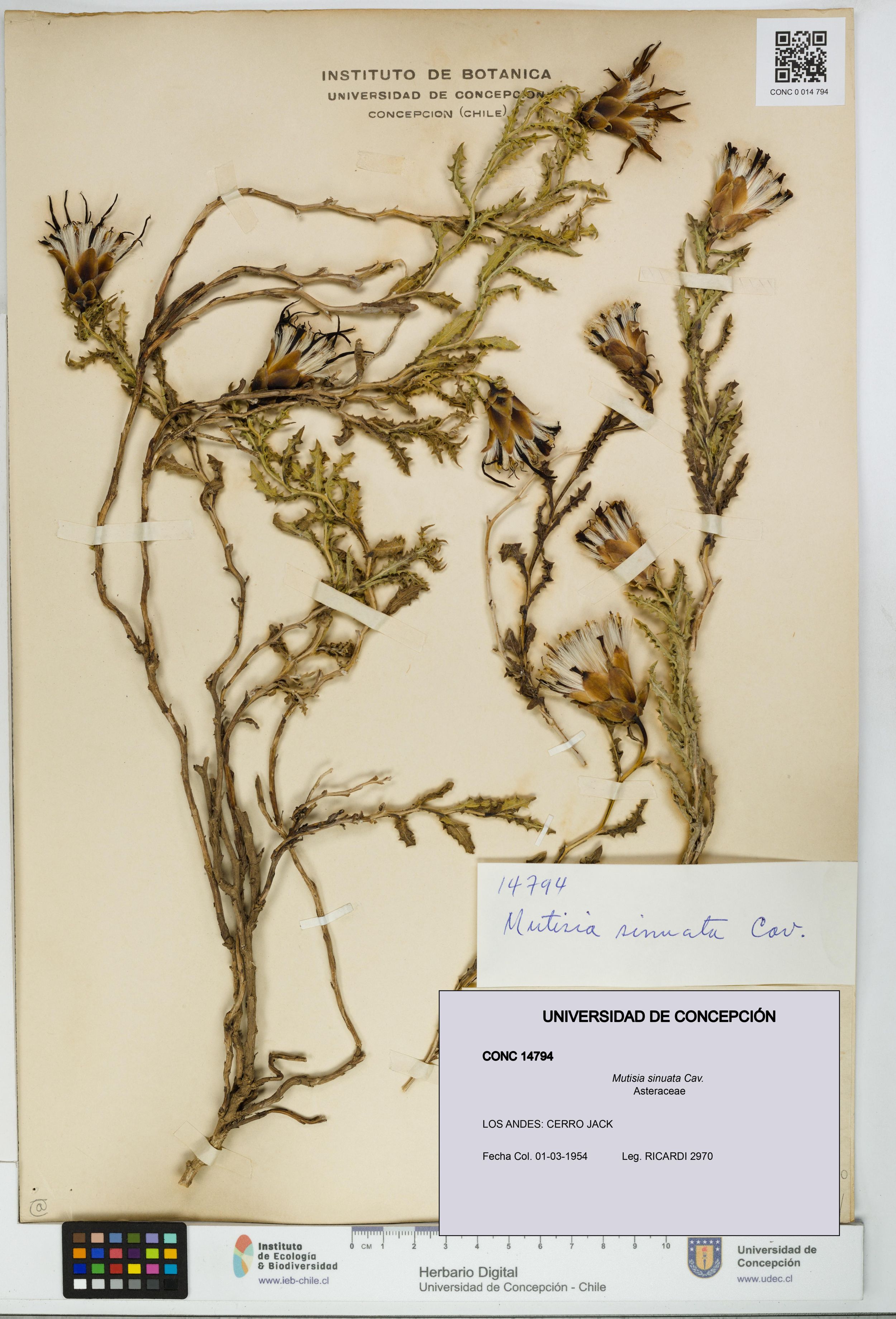 Mutisia sinuata [Espécimen: ]