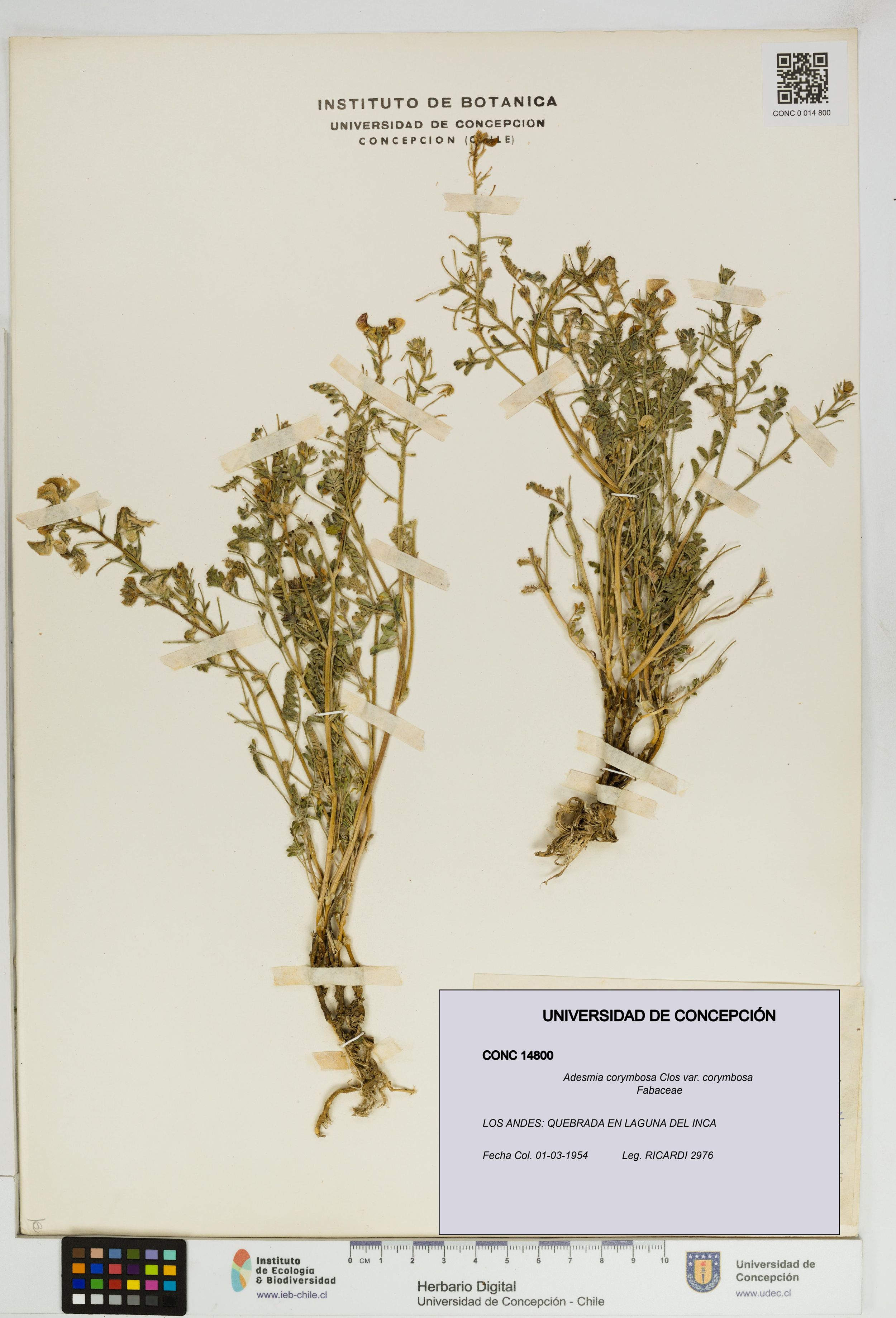 Adesmia corymbosa var. corymbosa [Espécimen: ]
