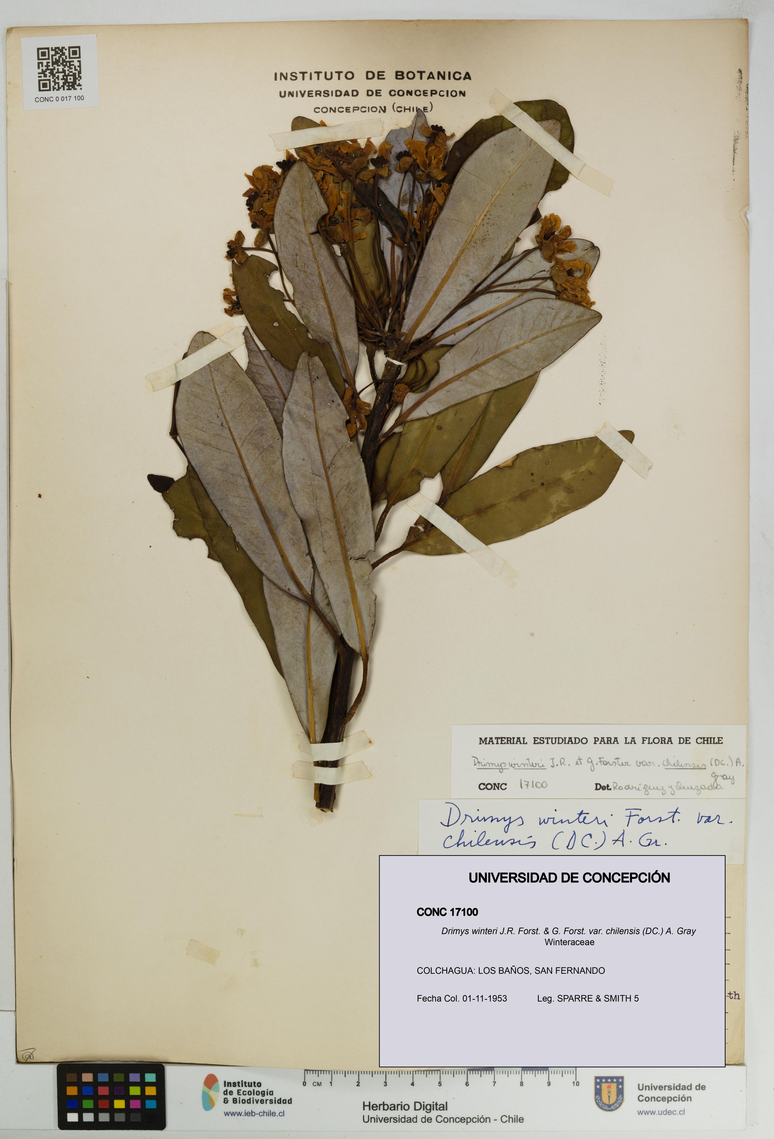 Drimys winteri var. chilensis [Espécimen: ]