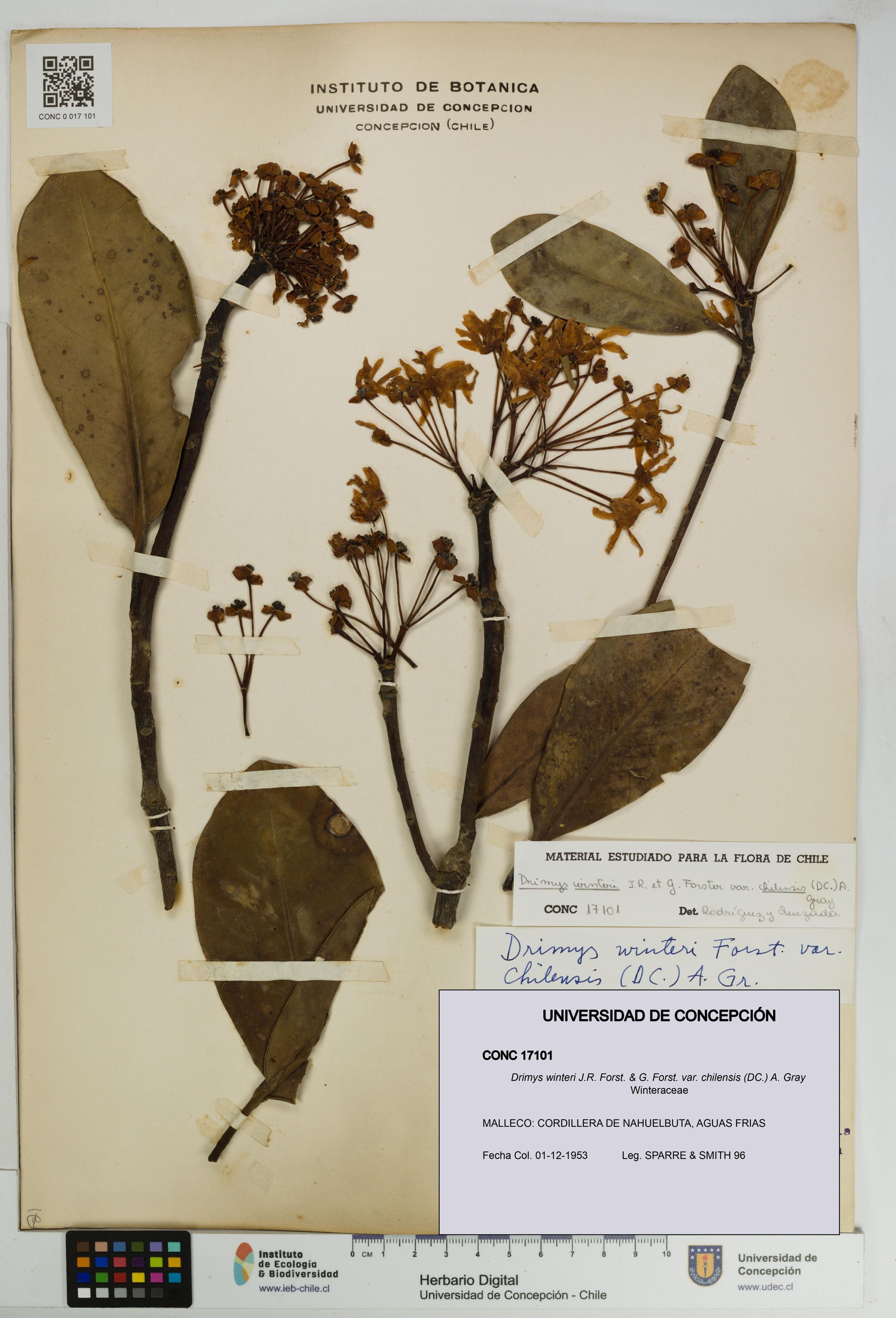 Drimys winteri var. chilensis [Espécimen: ]