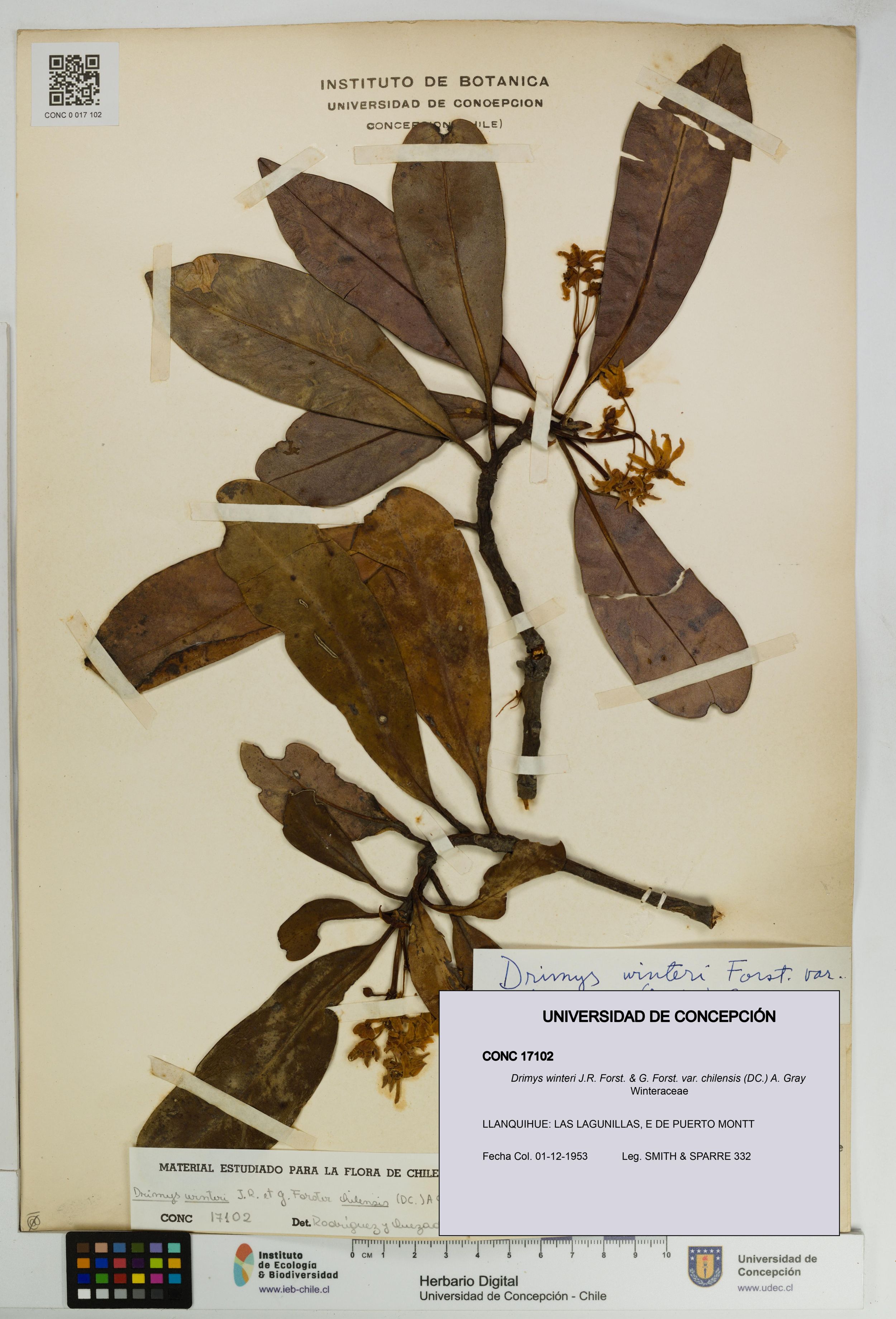 Drimys winteri var. chilensis [Espécimen: ]
