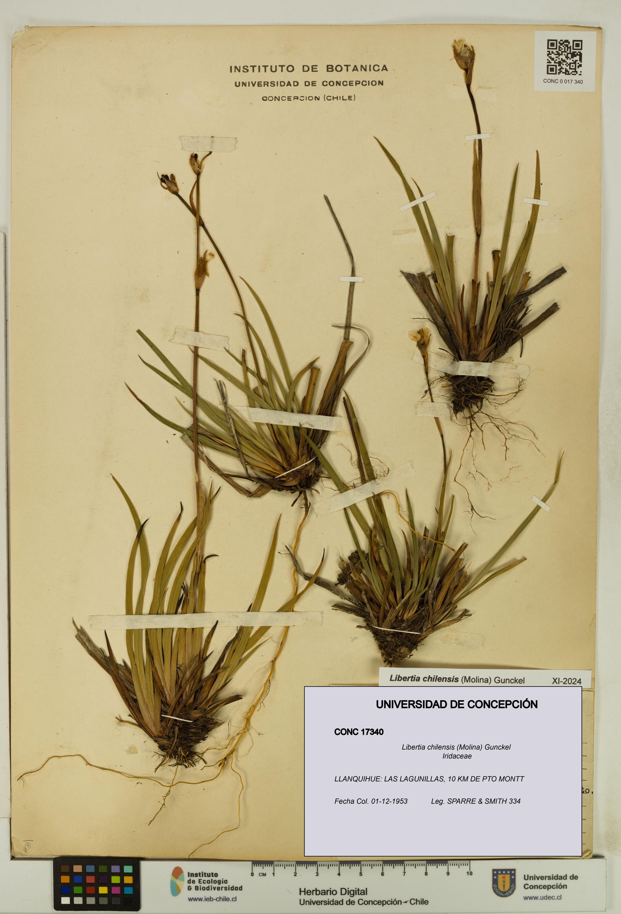 Libertia chilensis [Espécimen: ]