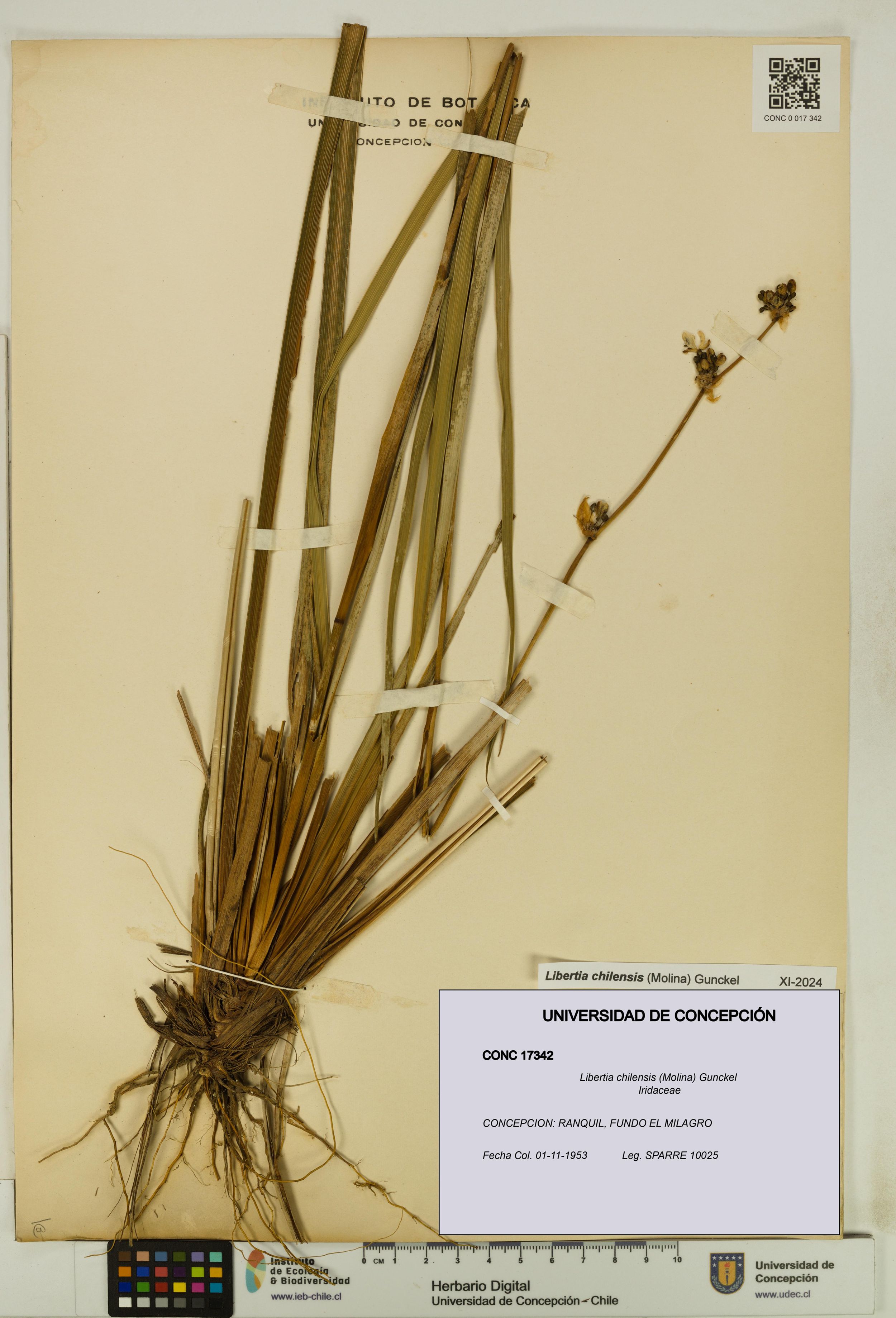 Libertia chilensis [Espécimen: ]
