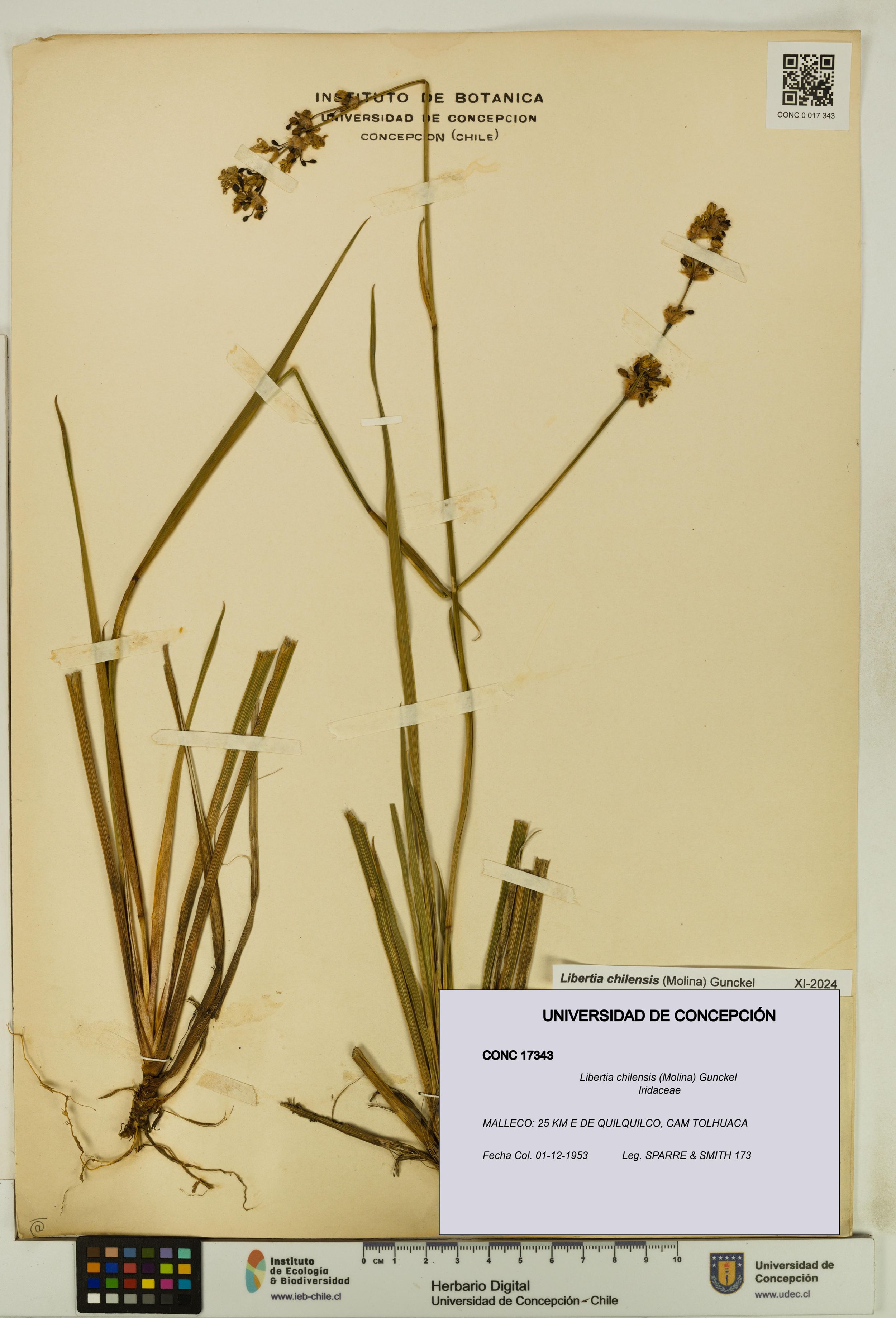 Libertia chilensis [Espécimen: ]