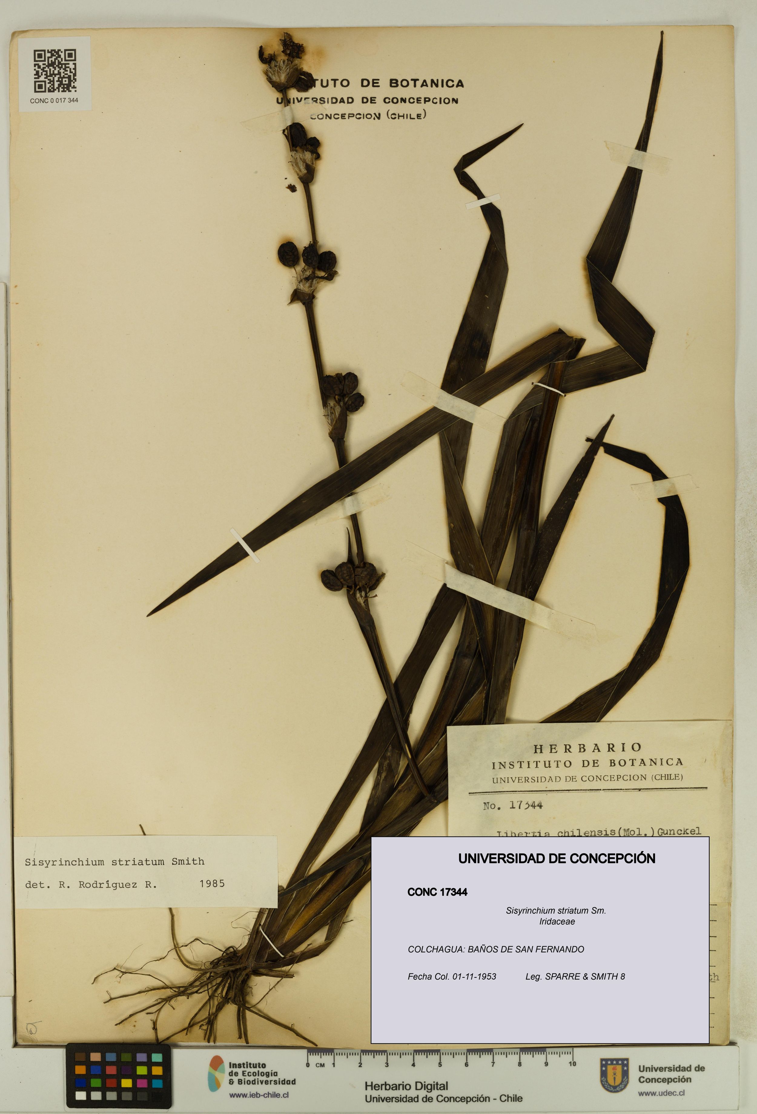 Sisyrinchium striatum [Espécimen: ]