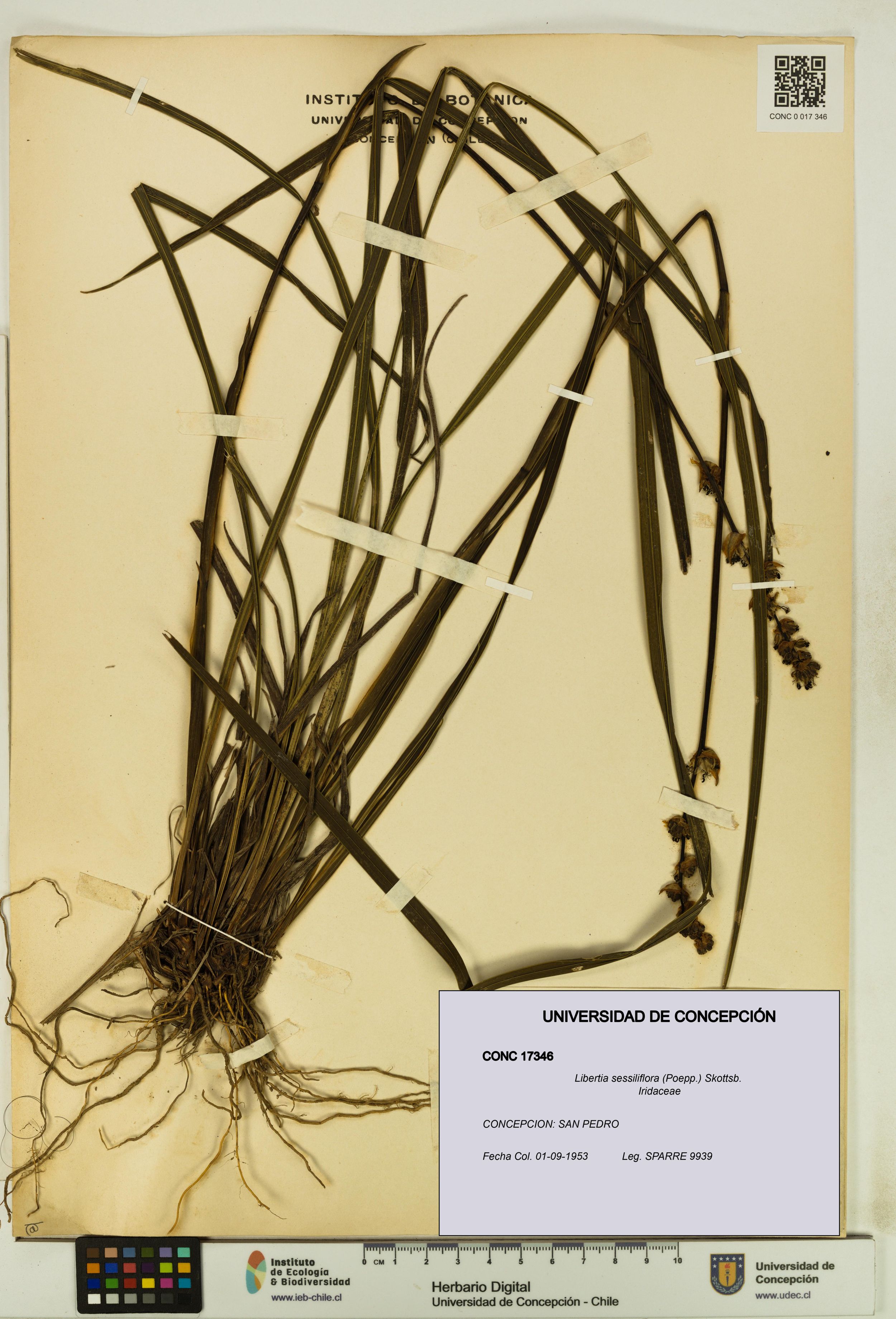 Libertia sessiliflora [Espécimen: ]