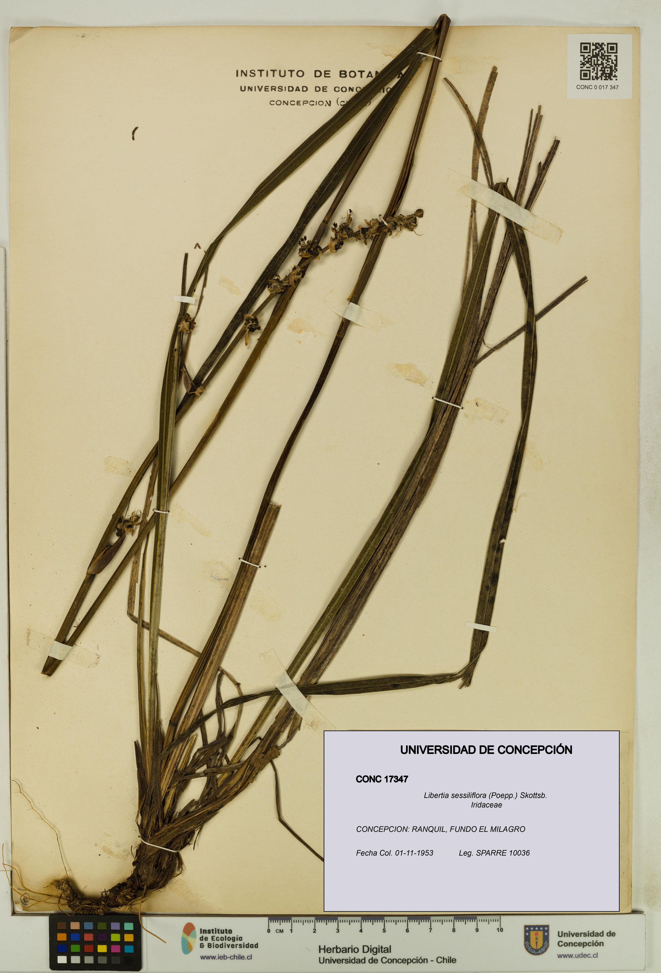 Libertia sessiliflora [Espécimen: ]
