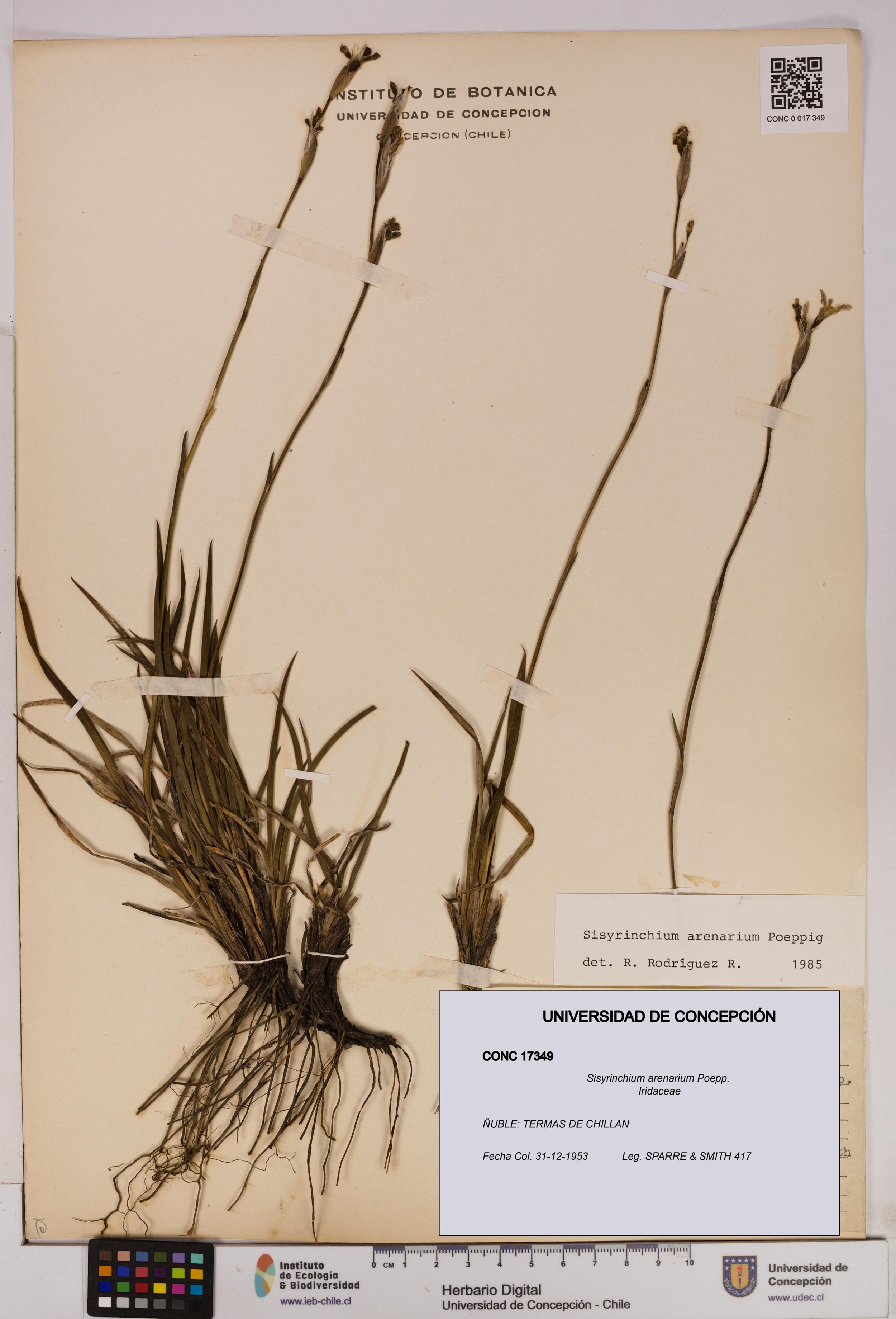 Sisyrinchium arenarium [Espécimen: ]