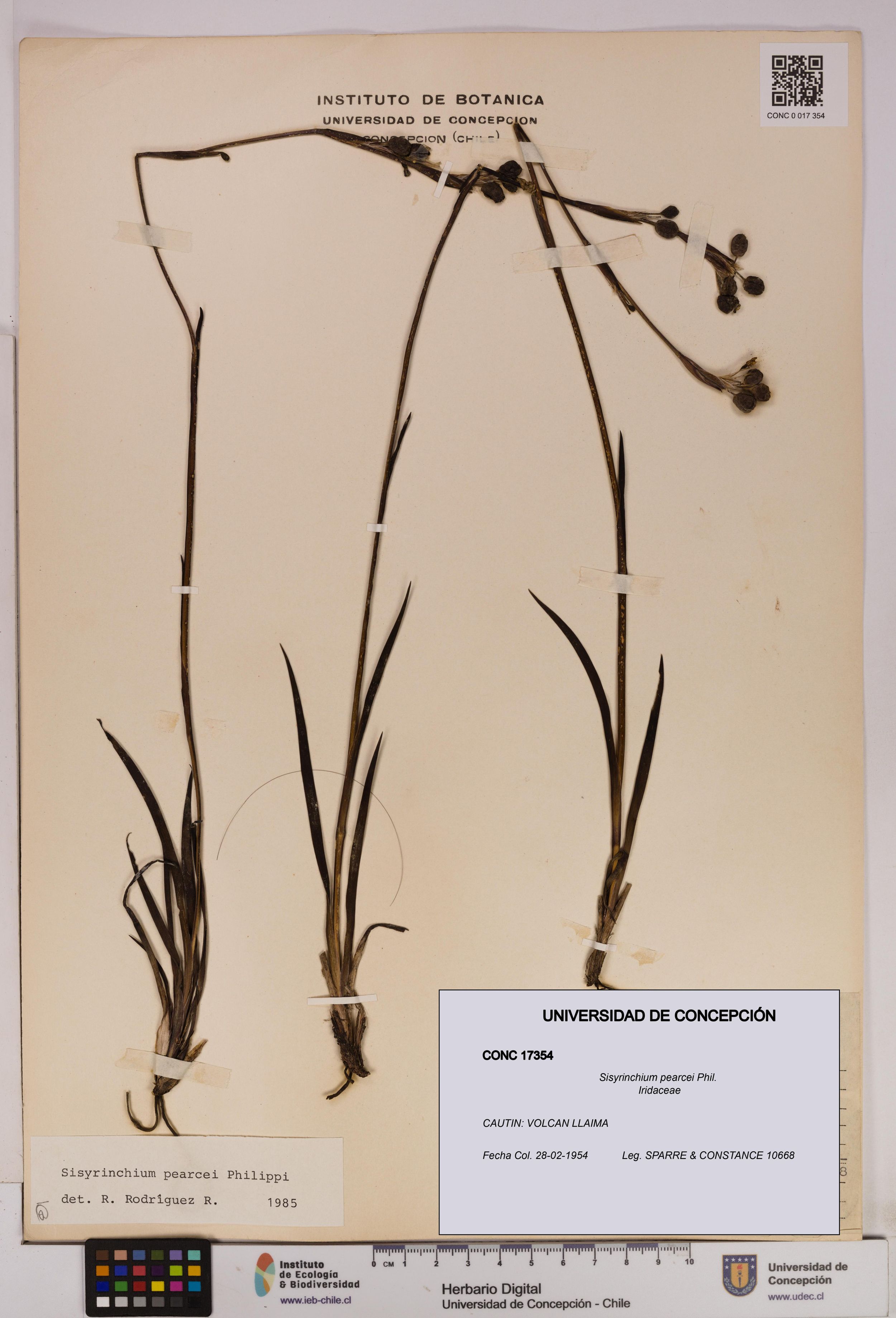 Sisyrinchium pearcei [Espécimen: ]