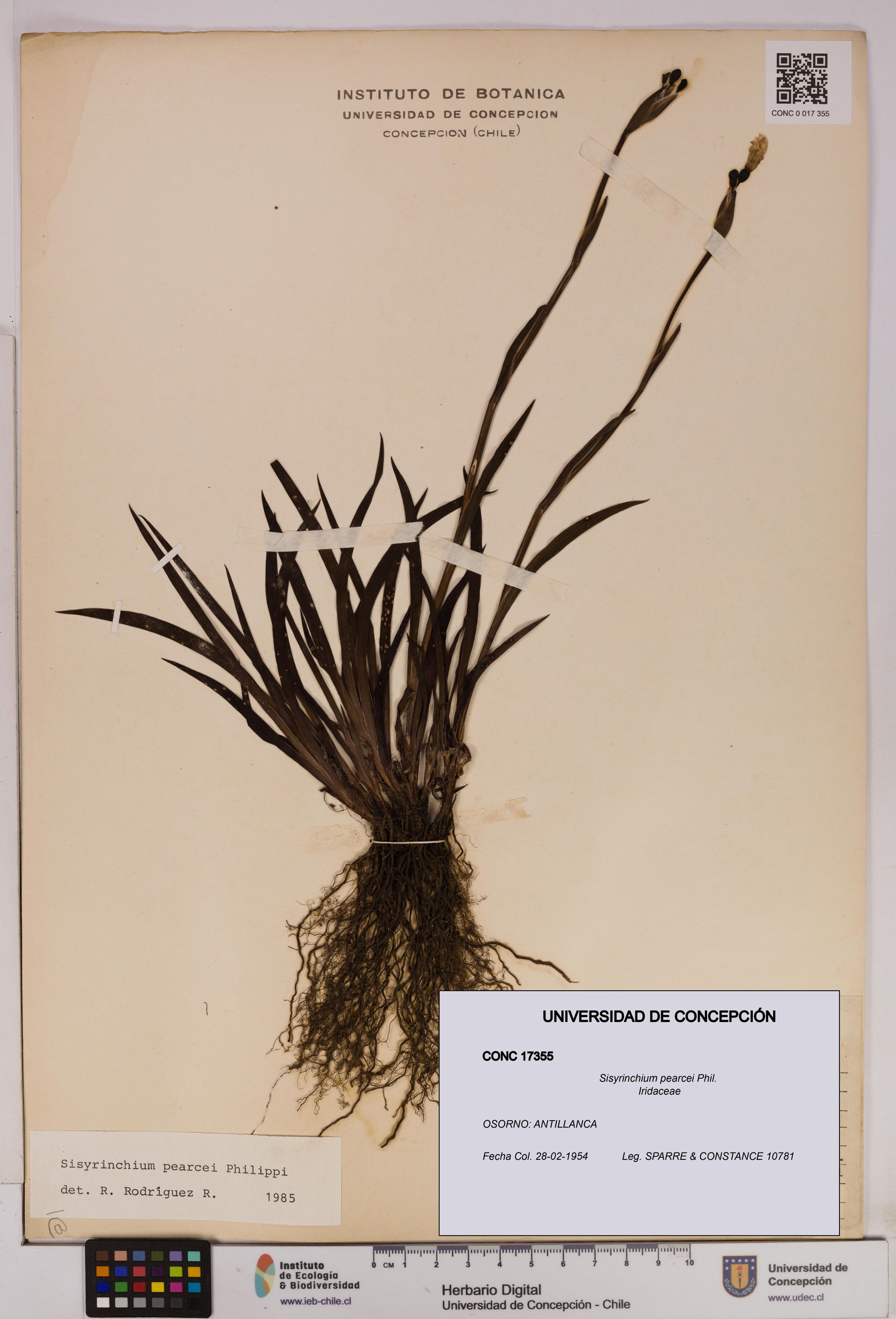 Sisyrinchium pearcei [Espécimen: ]