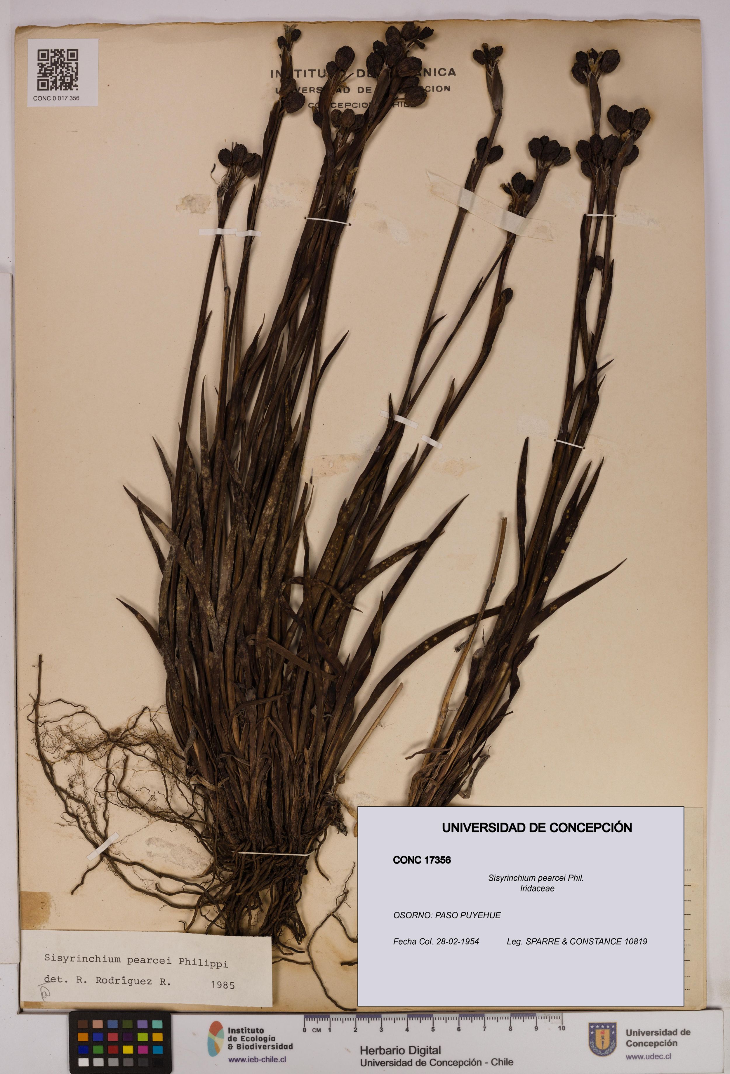 Sisyrinchium pearcei [Espécimen: ]
