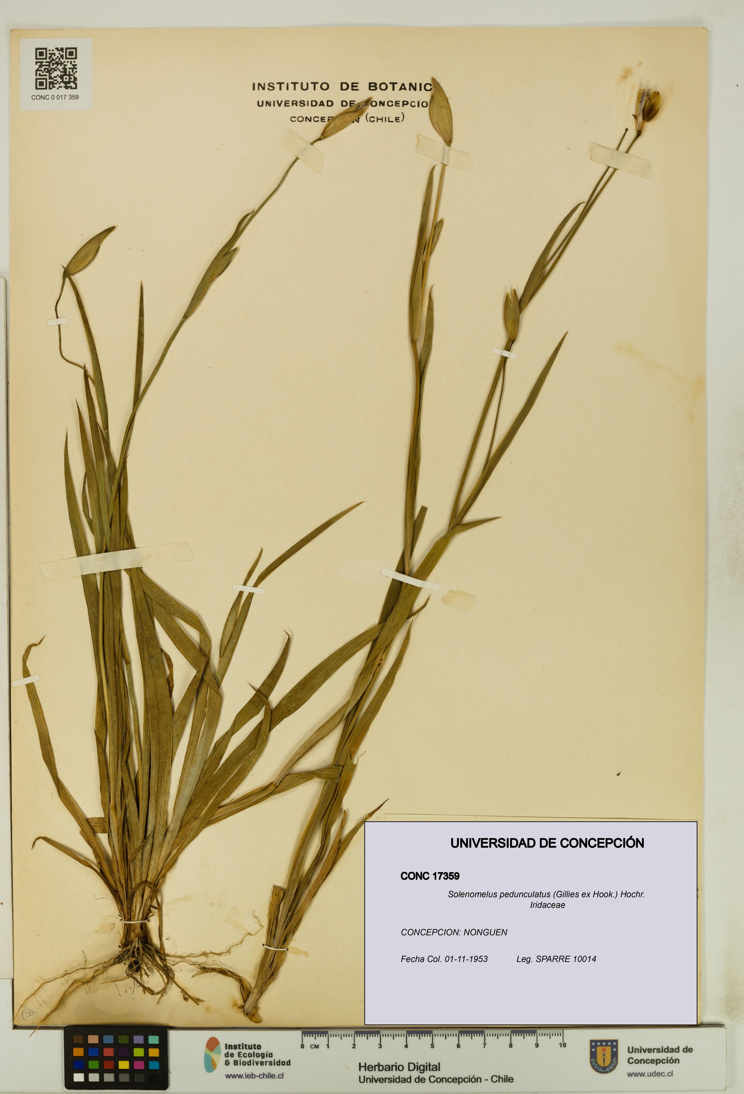 Solenomelus pedunculatus [Espécimen: ]
