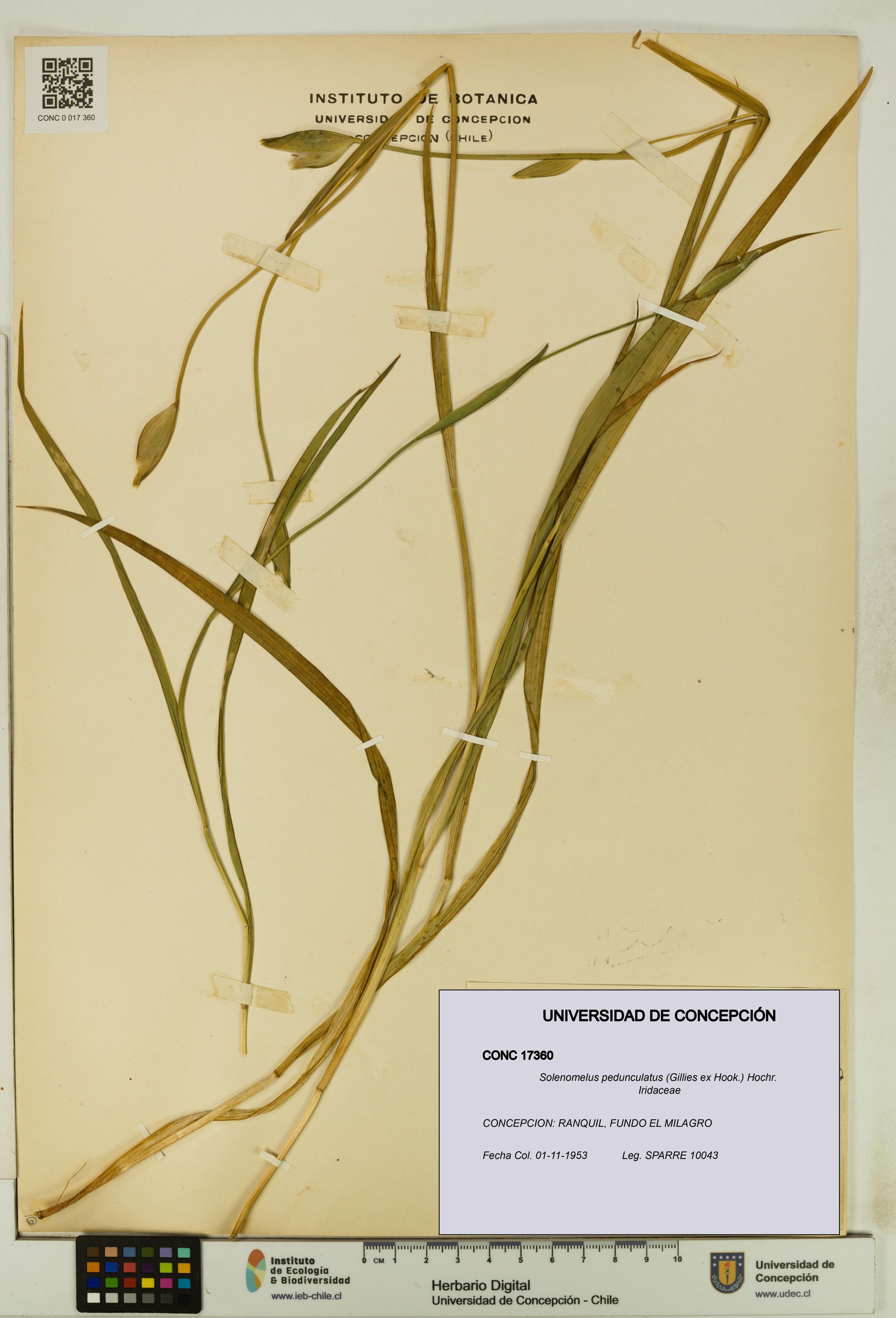 Solenomelus pedunculatus [Espécimen: ]