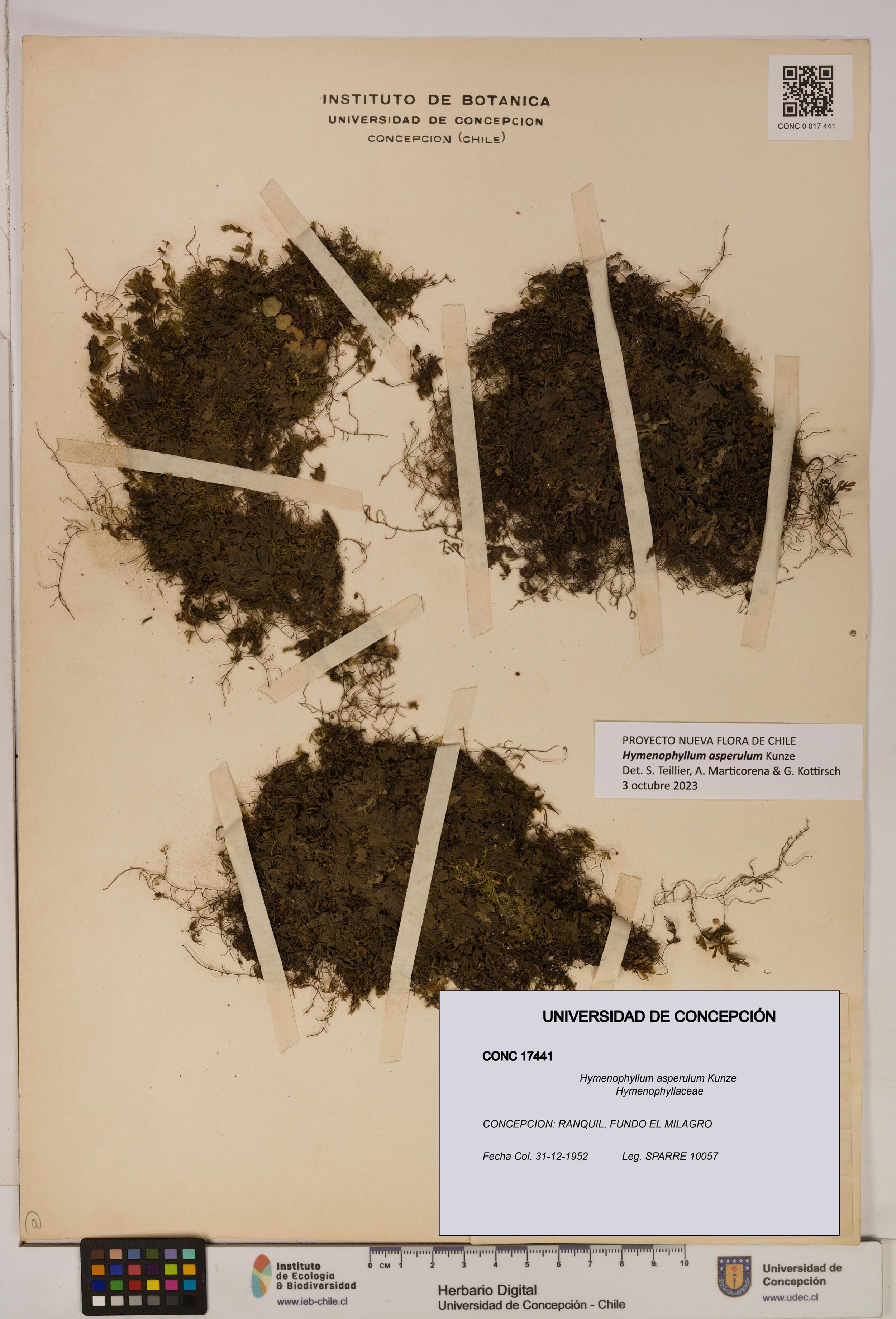 Hymenophyllum asperulum [Espécimen: ]