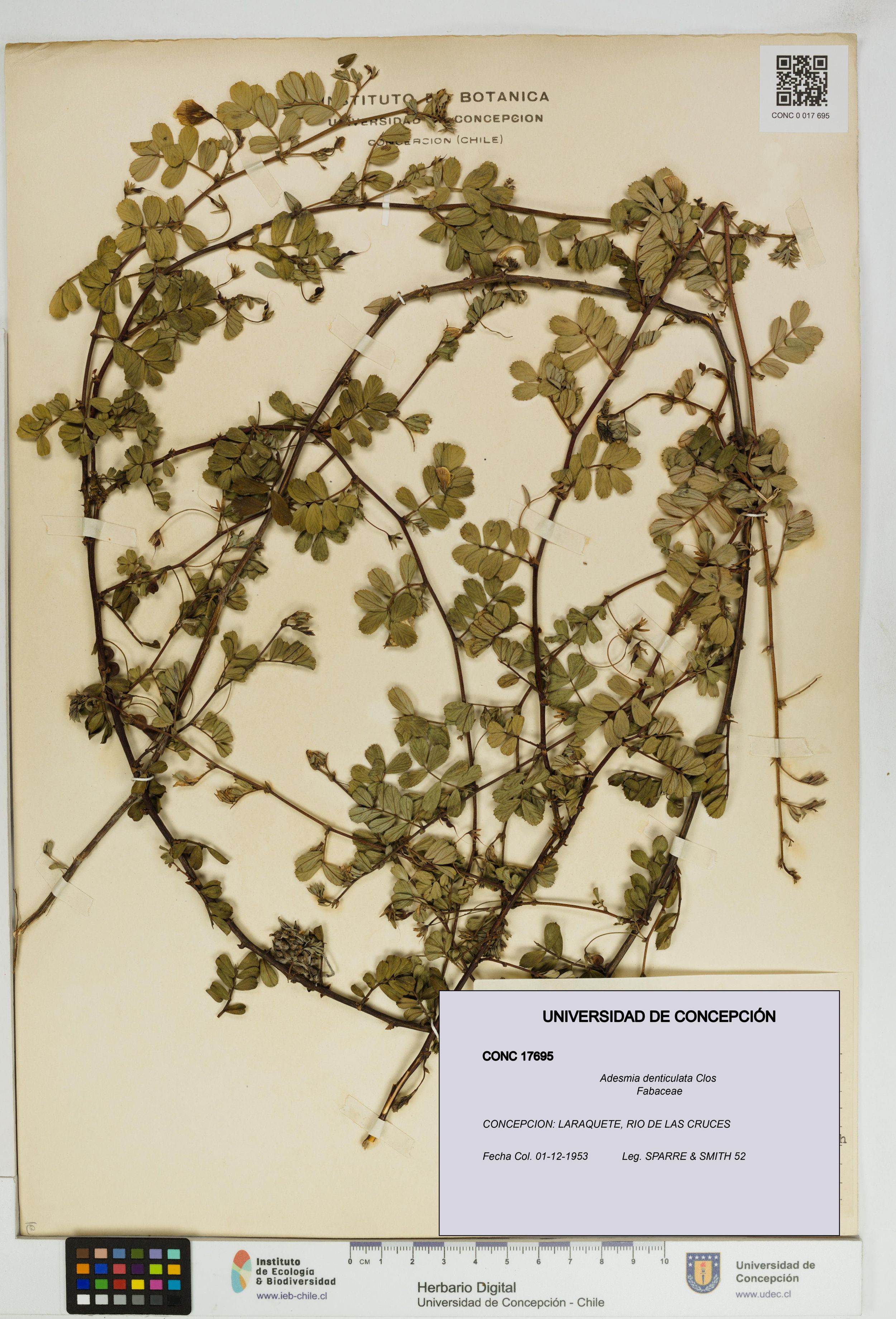 Adesmia denticulata [Espécimen: ]