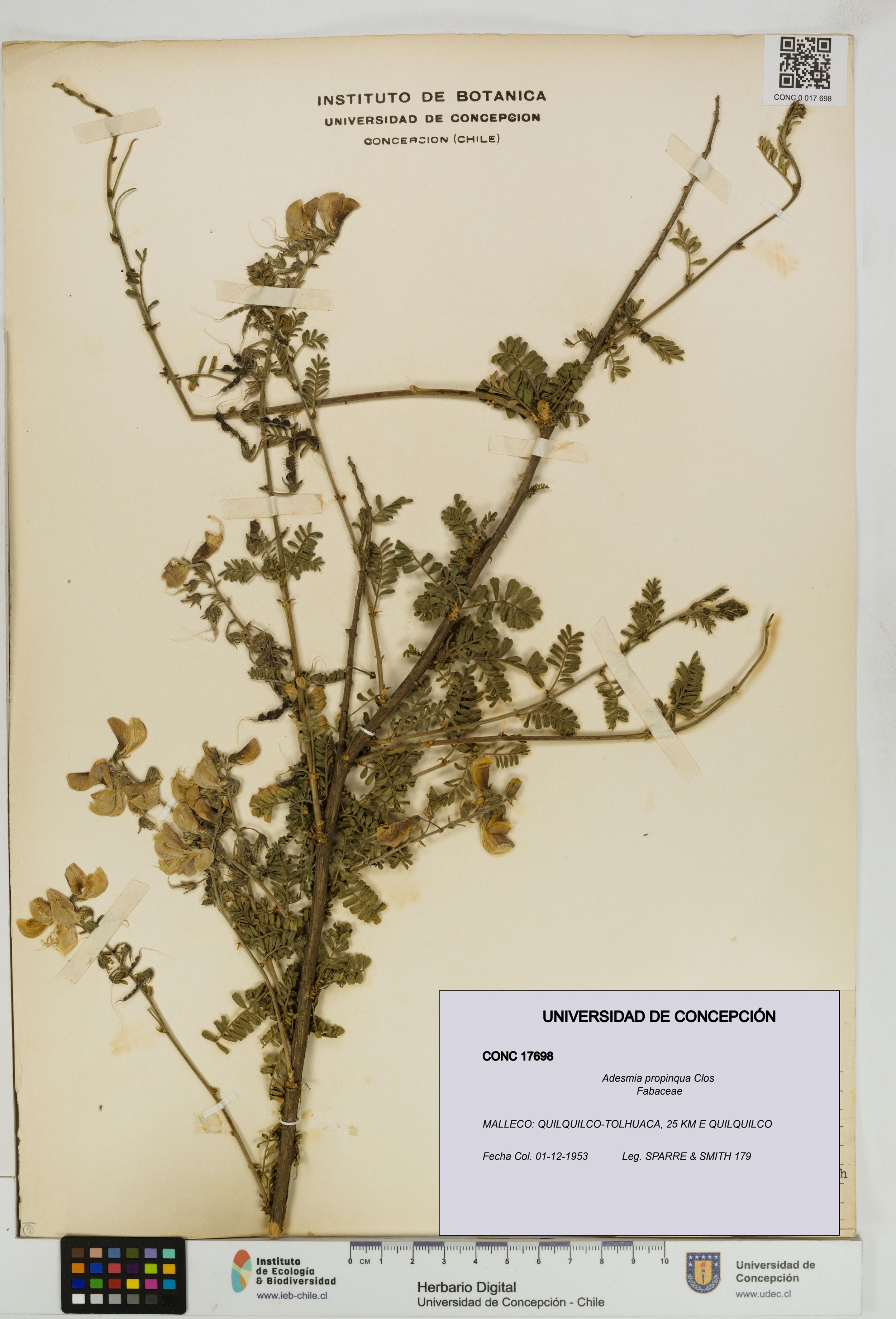 Adesmia propinqua [Espécimen: ]