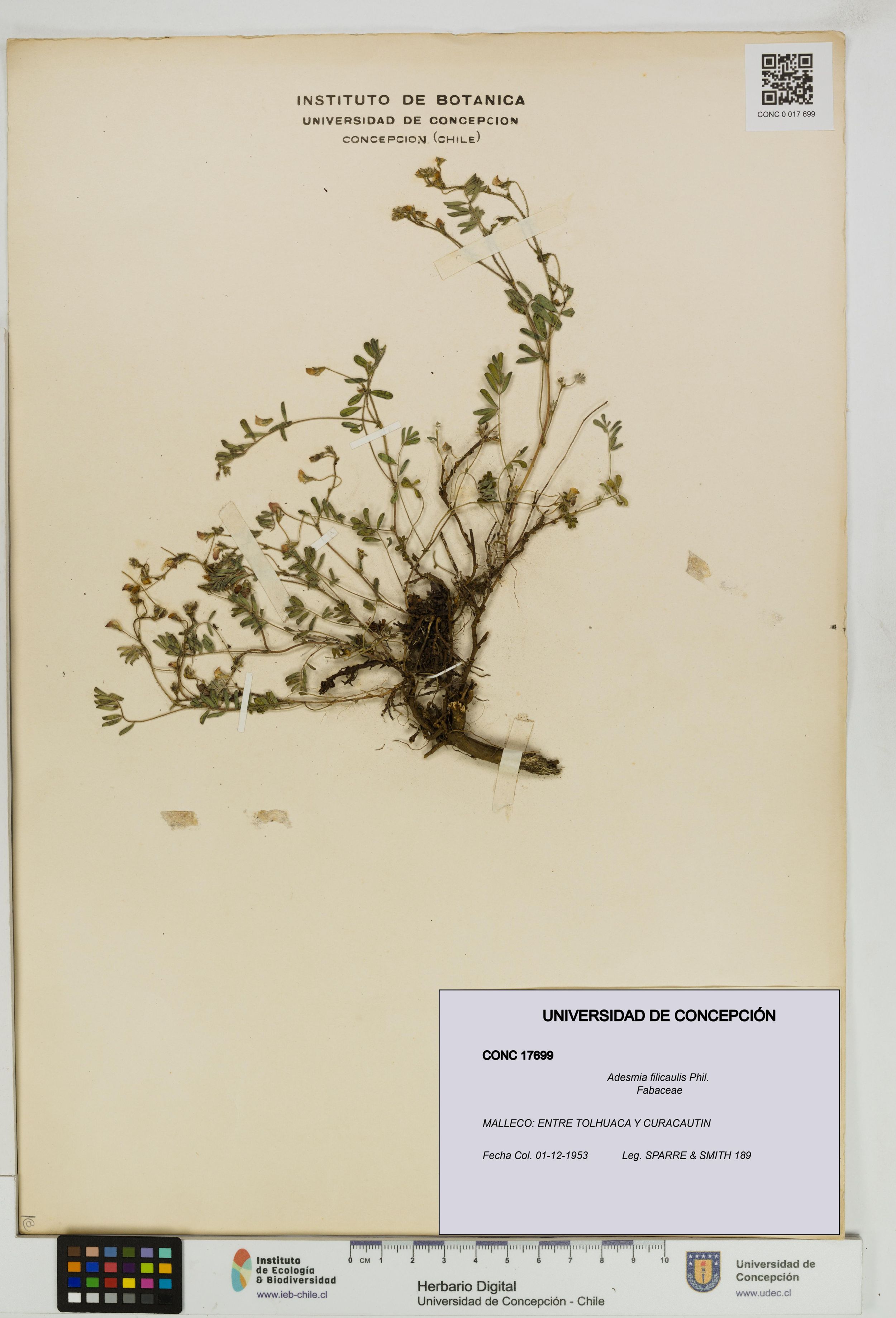 Adesmia filicaulis [Espécimen: ]