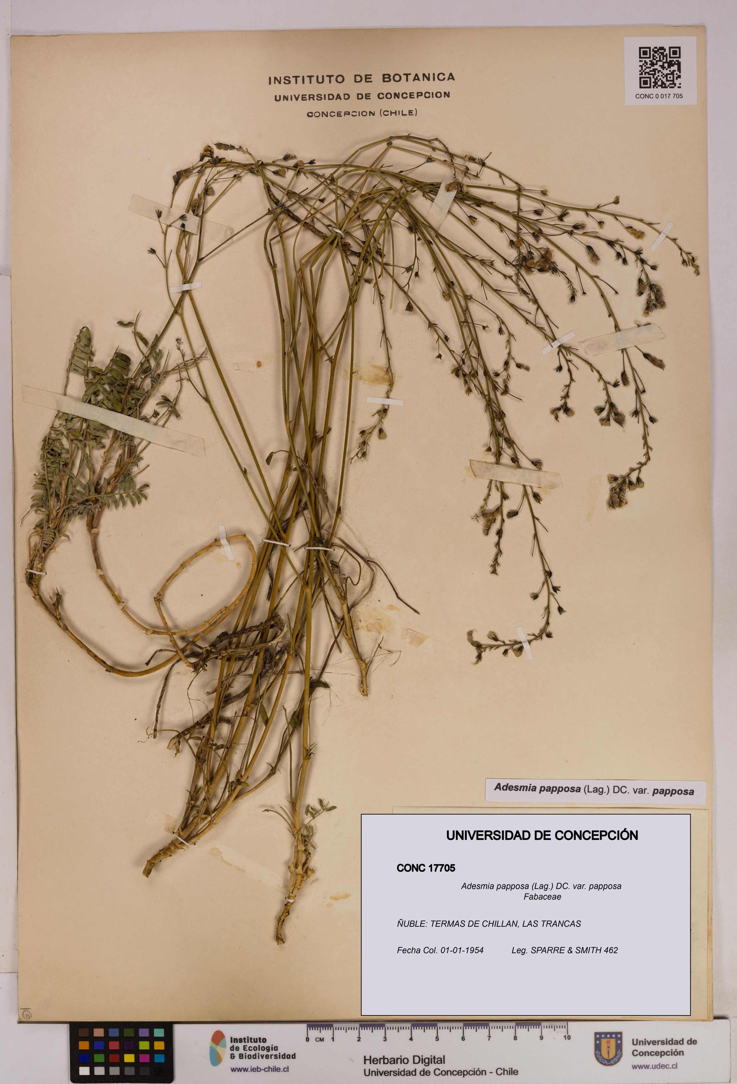 Adesmia papposa var. papposa [Espécimen: ]