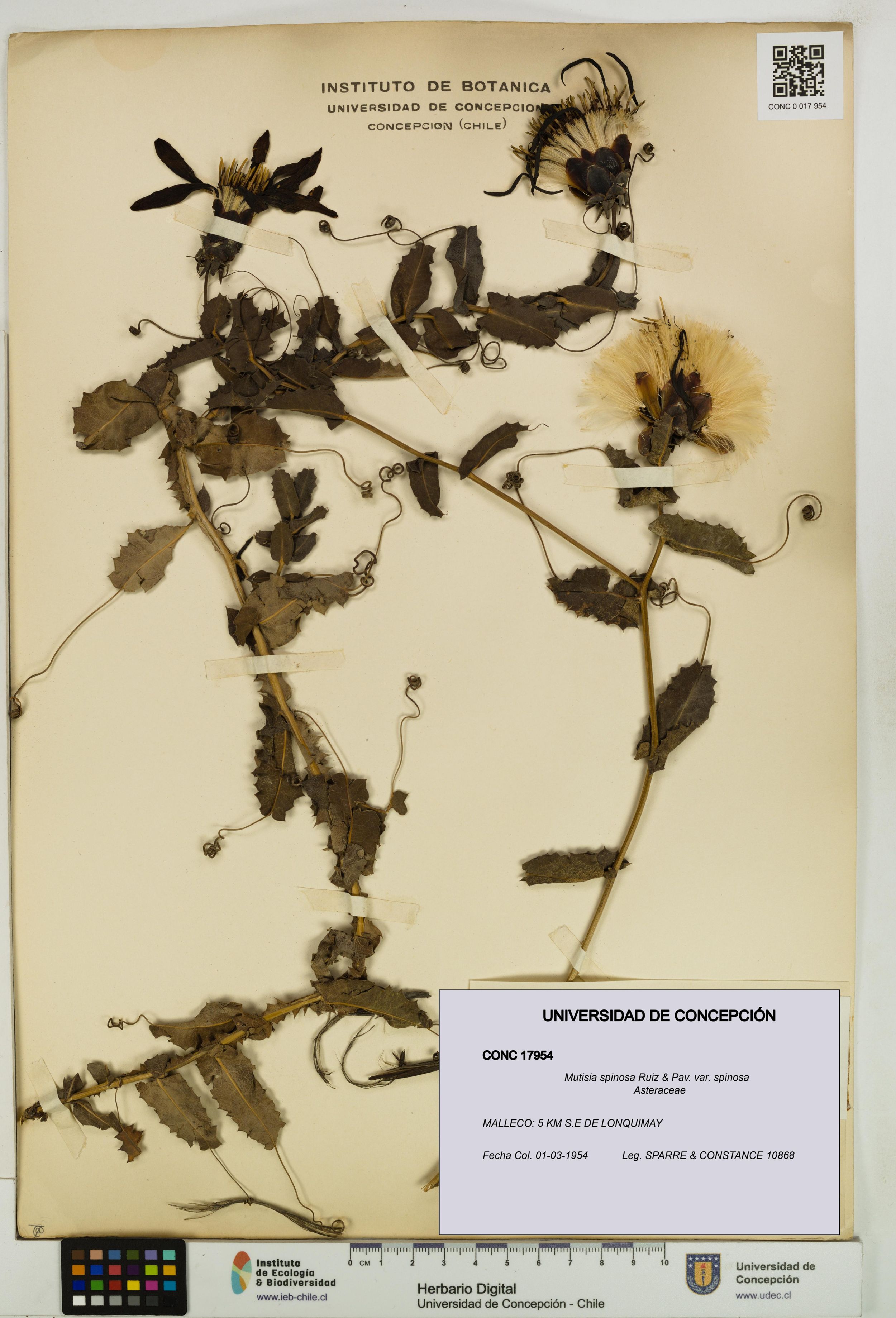 Mutisia spinosa var. spinosa [Espécimen: ]