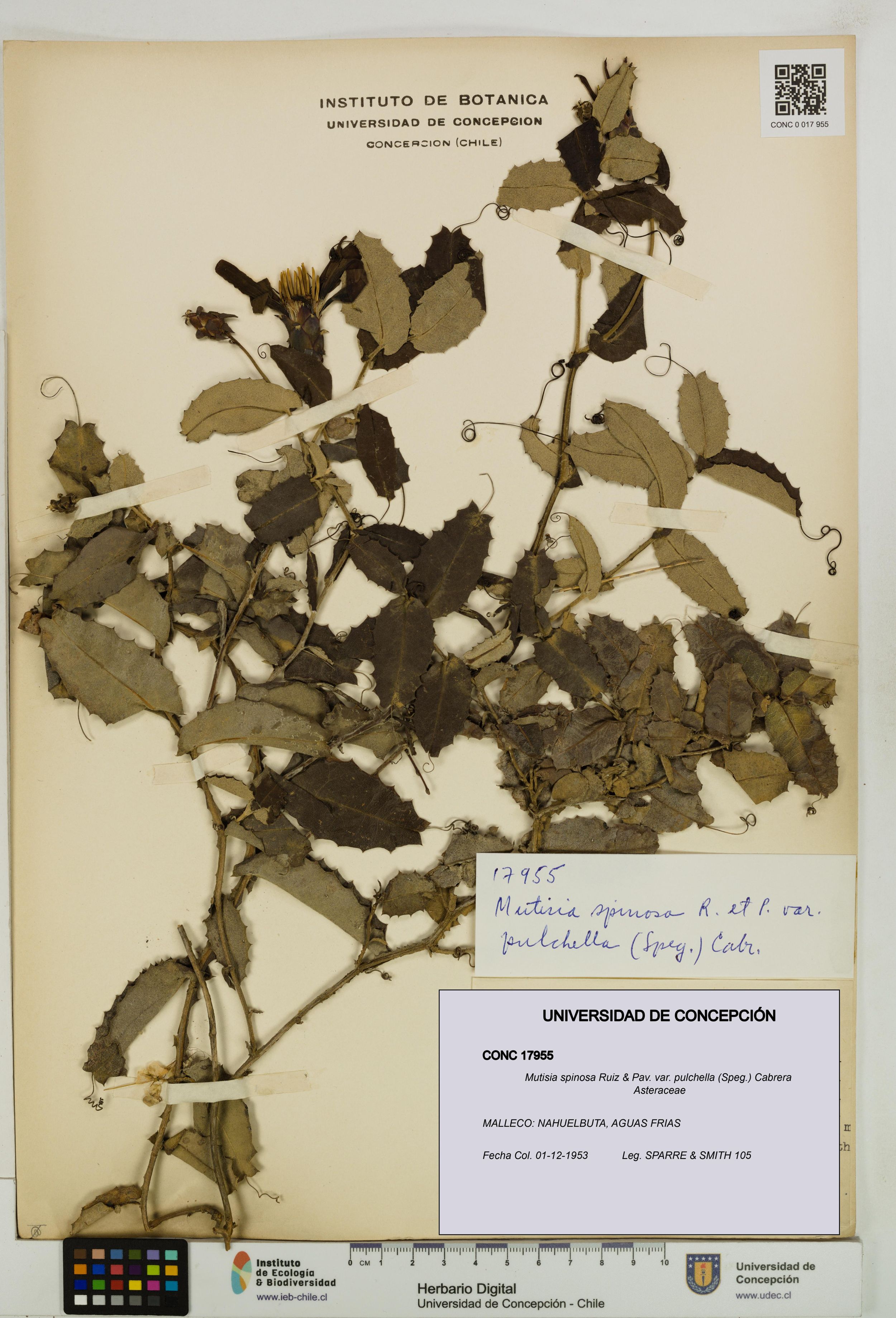 Mutisia spinosa var. pulchella [Espécimen: ]
