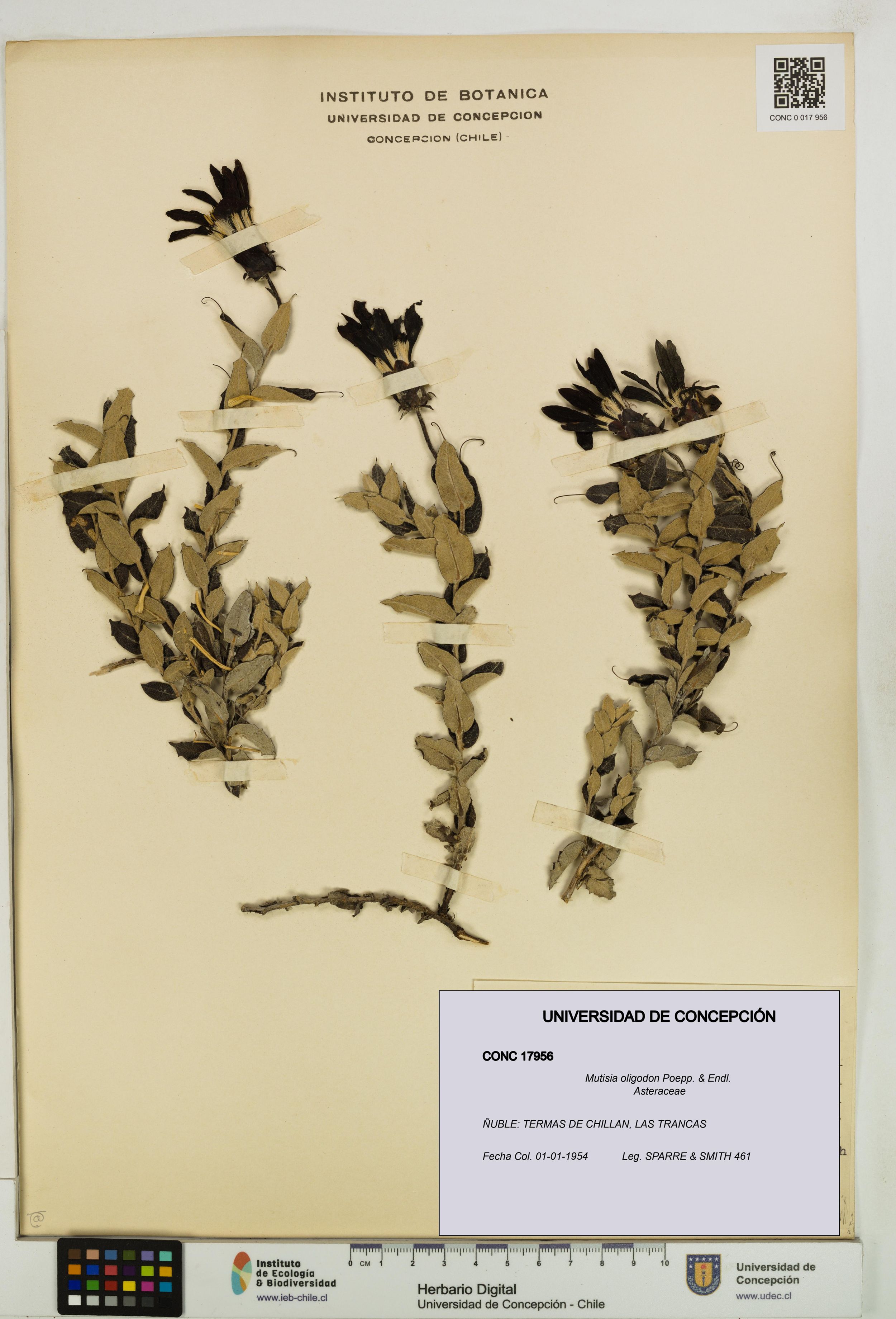Mutisia oligodon [Espécimen: ]