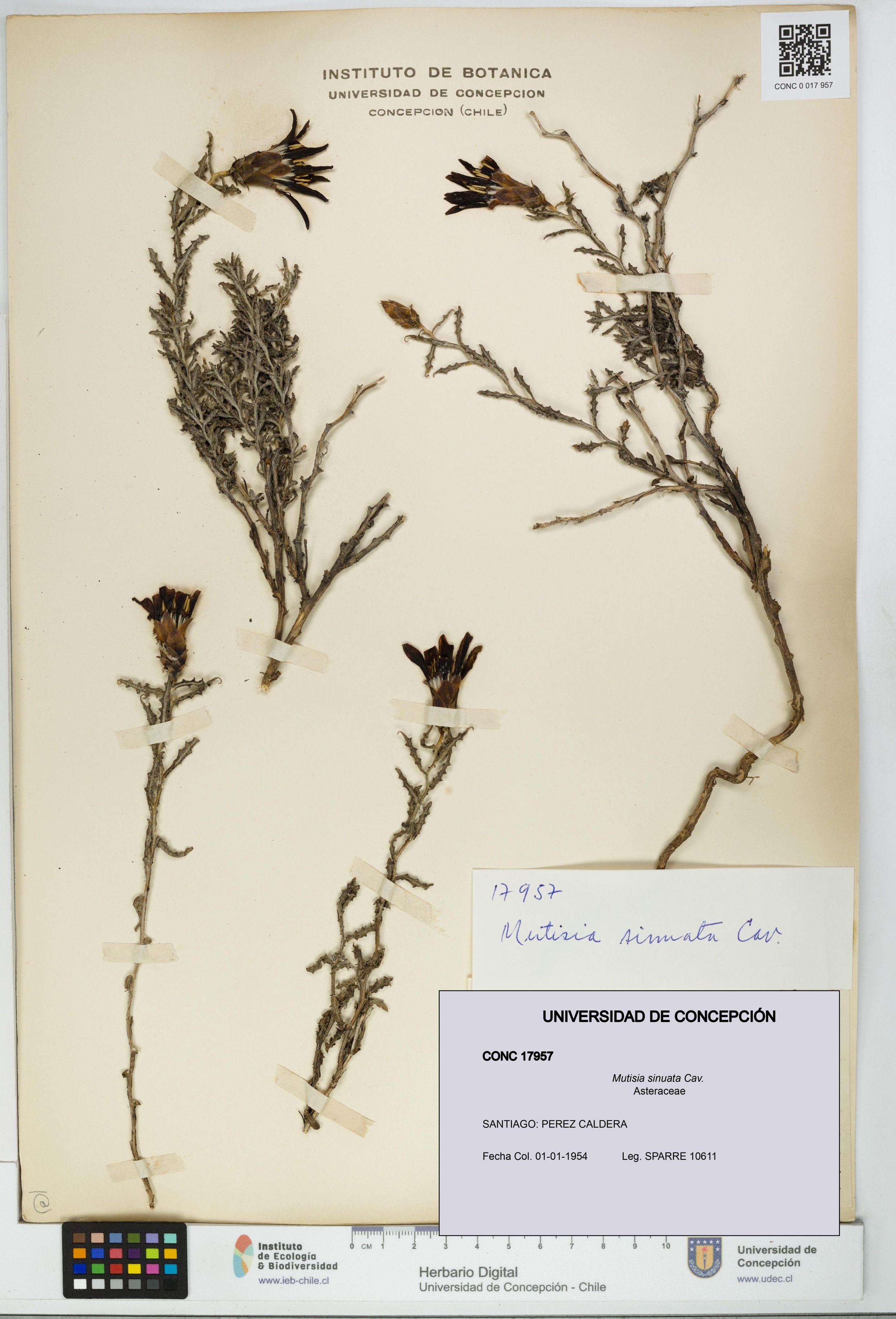 Mutisia sinuata [Espécimen: ]