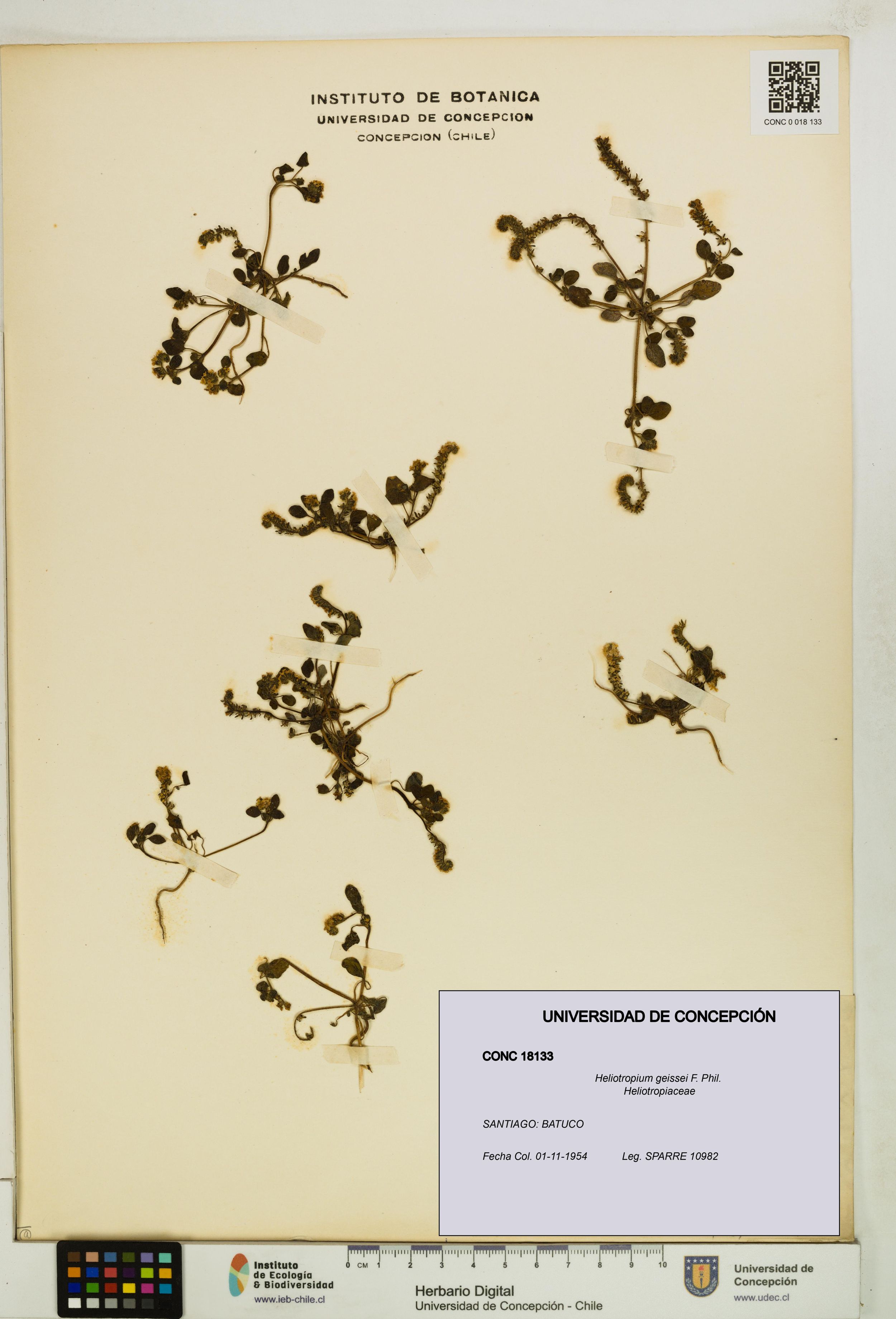 Heliotropium geissei [Espécimen: ]