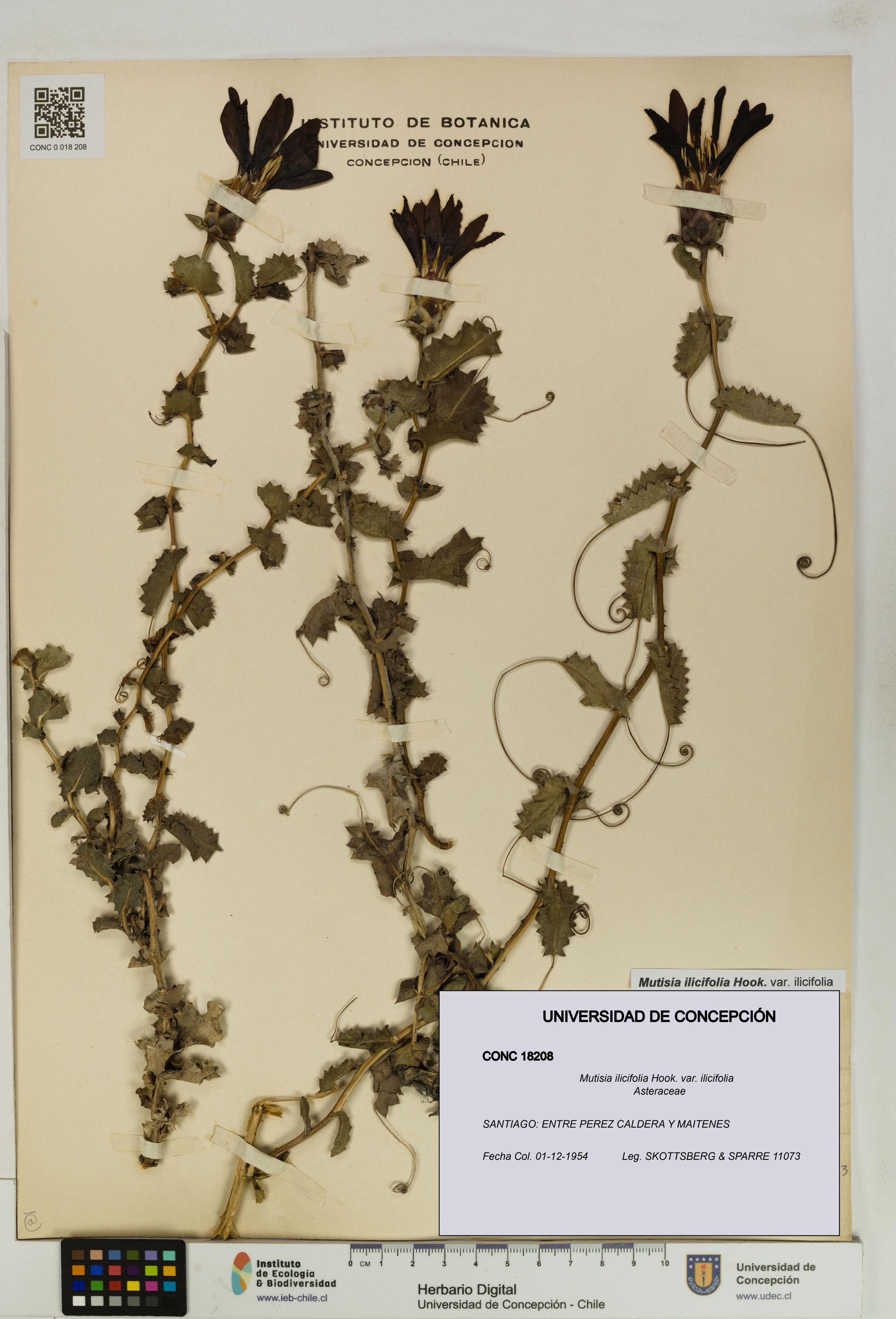Mutisia ilicifolia var. ilicifolia [Espécimen: ]