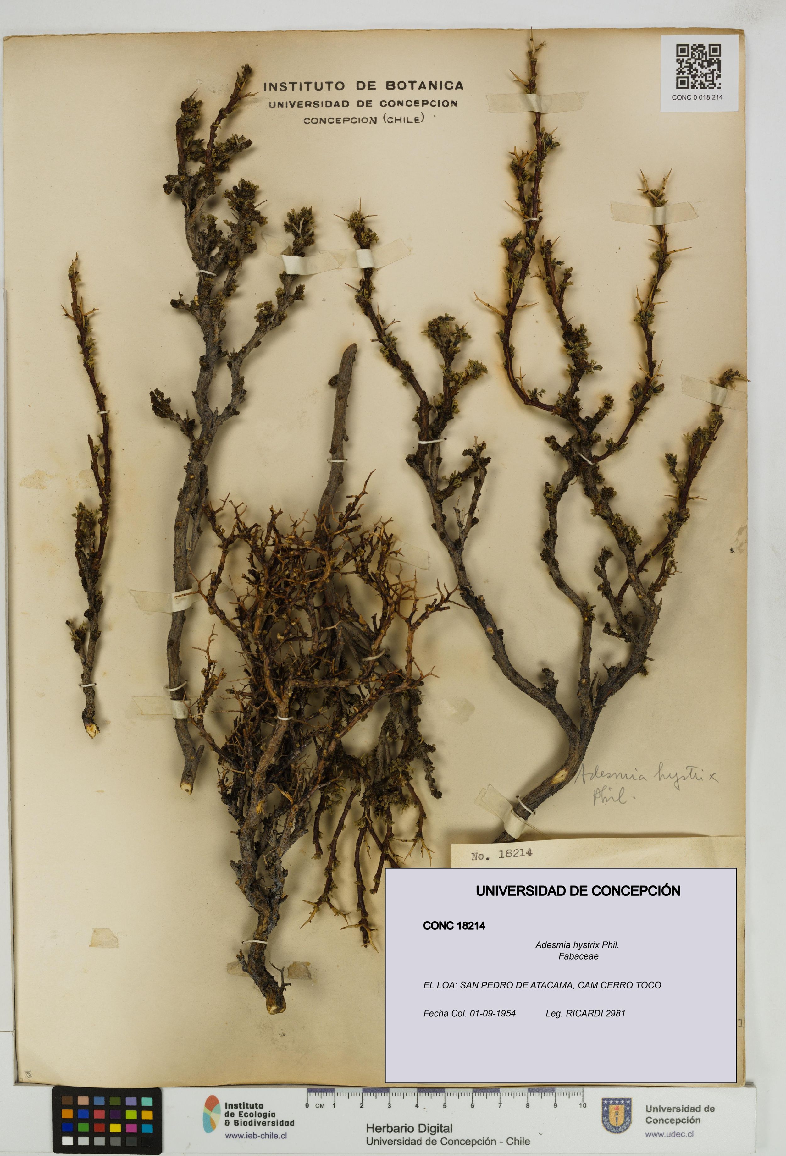 Adesmia hystrix [Espécimen: ]