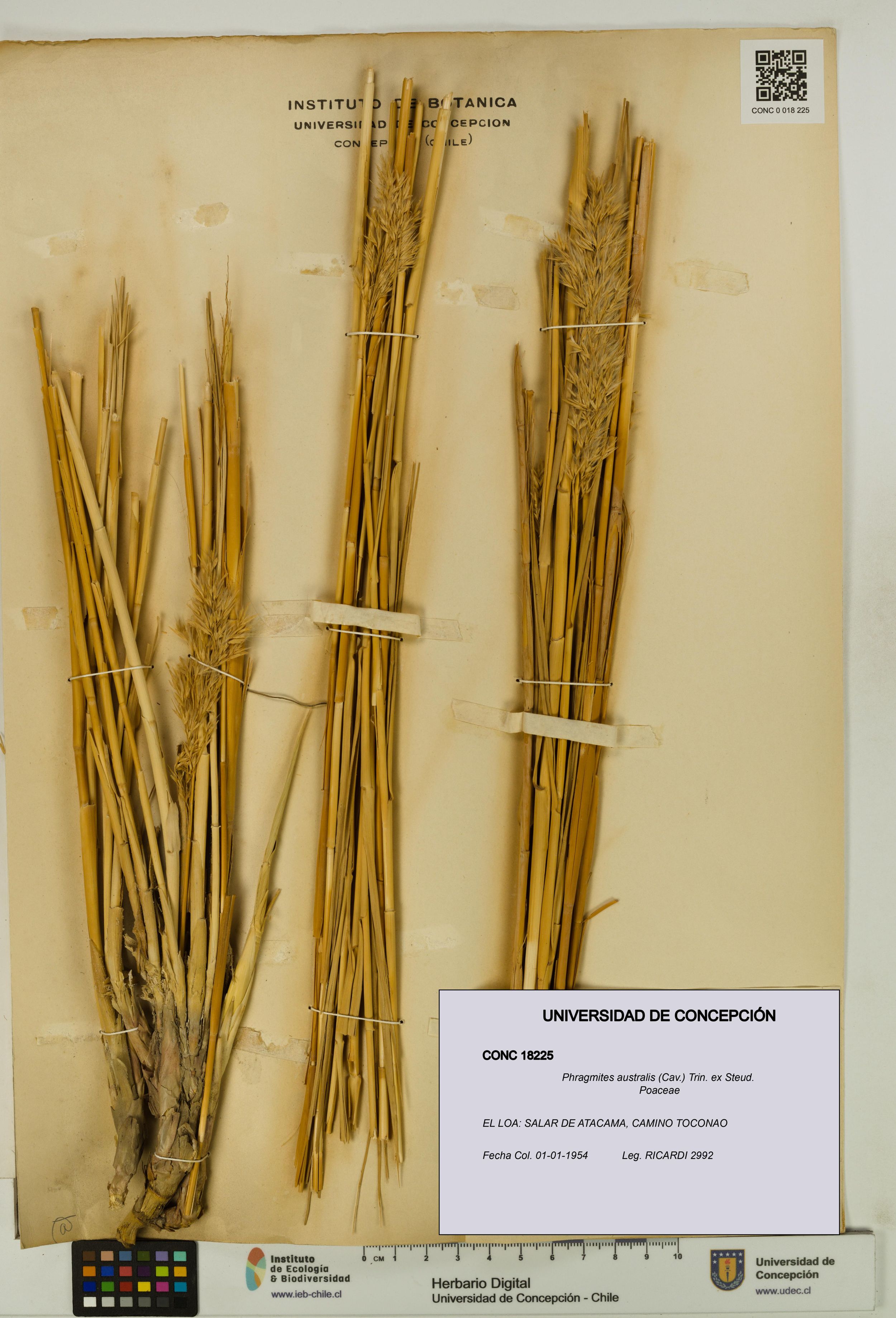 Phragmites australis [Espécimen: ]