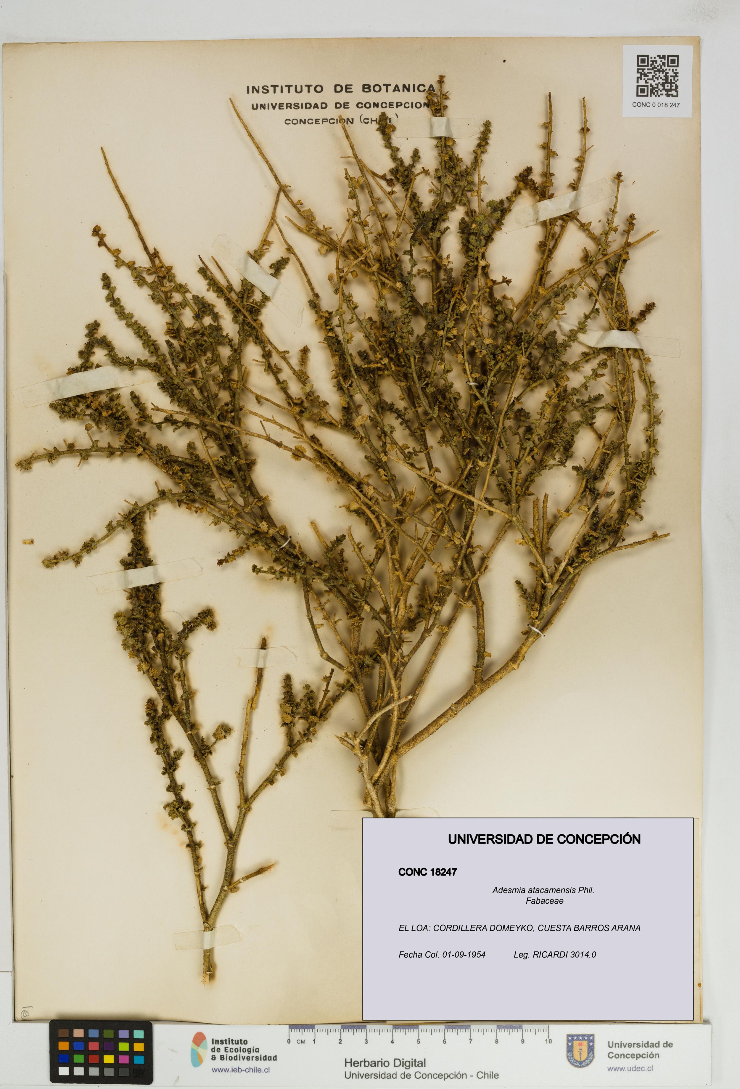 Adesmia atacamensis [Espécimen: ]