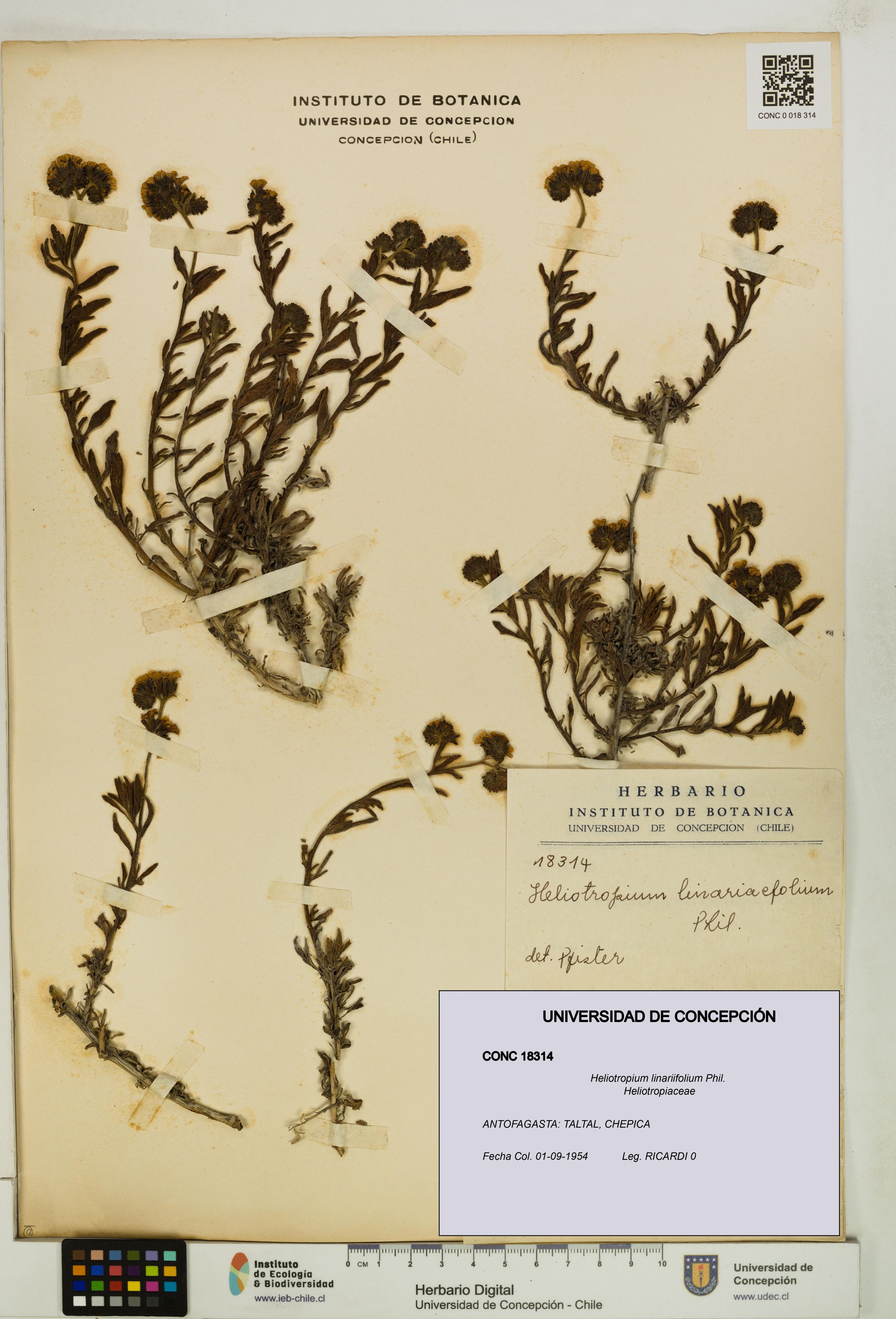 Heliotropium linariifolium [Espécimen: ]